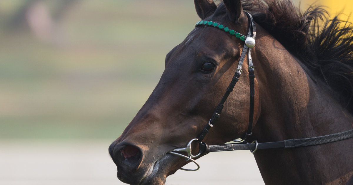 Don’t horse about with blocked drains - Raceway Success Story | Weekly ...