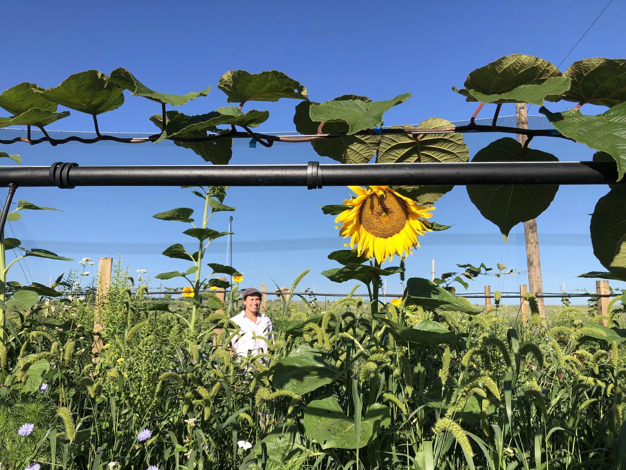 Greenfields Organic development 