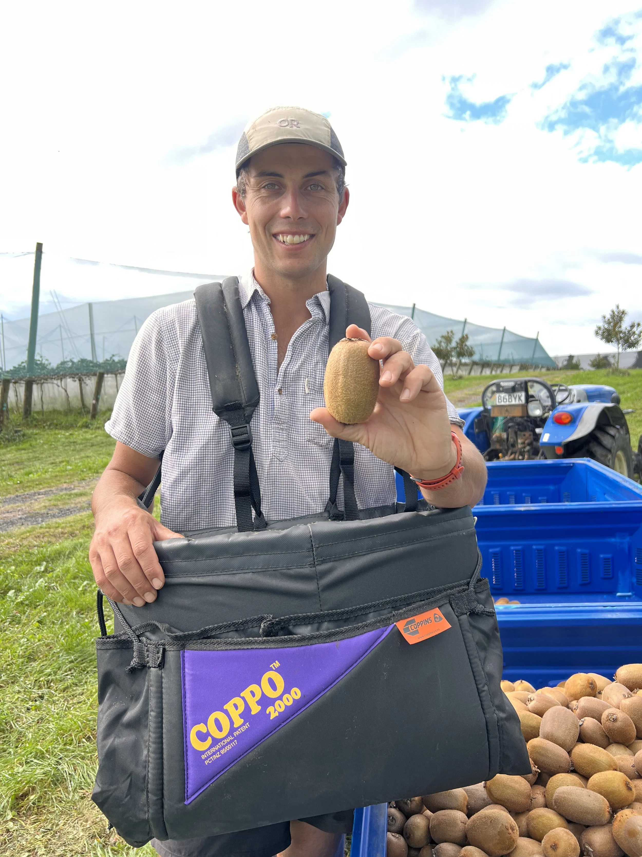 First harvest of organic Wilkins Kiwifruit 