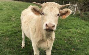 41. Favoriser l’installation d’élevages non intensifs, créateurs d’emplois et moins nocifs pour l’environnement