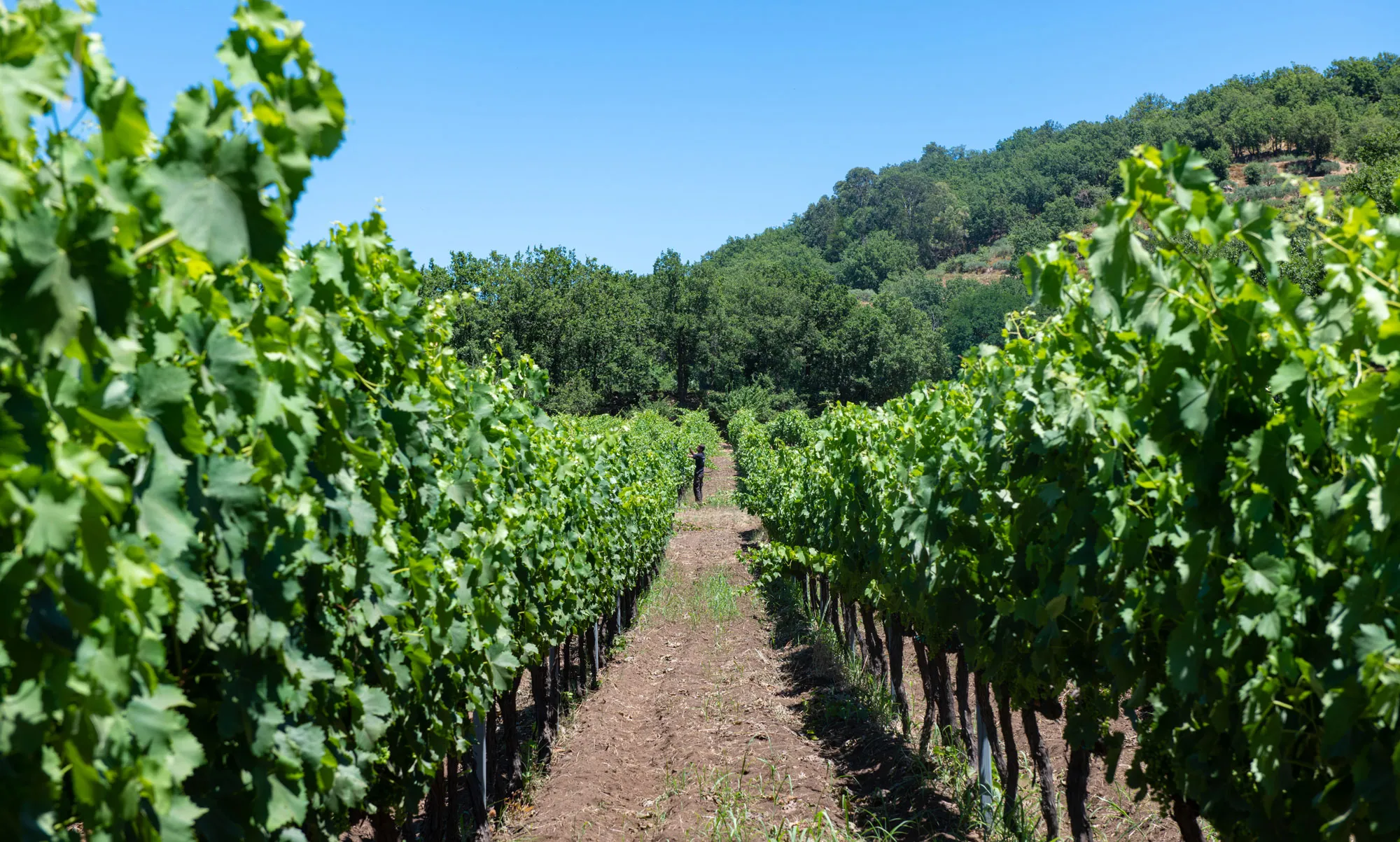 Terre Normanne vinstockar