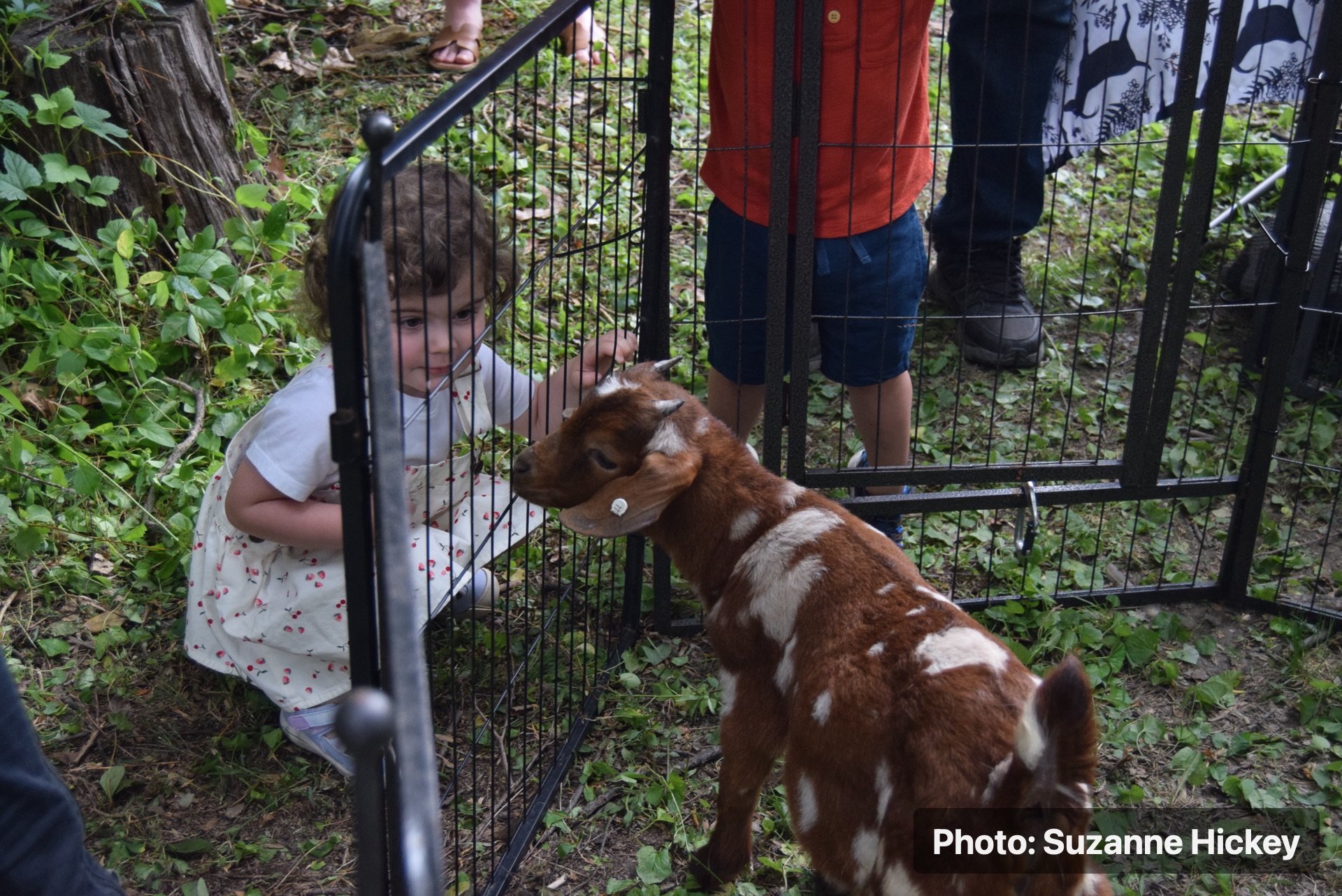 Children visiting goats at a petting area during the Strawberry Festival.