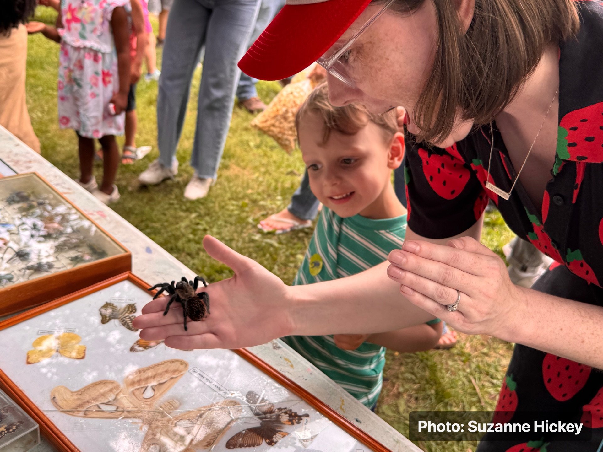 A child and adult looking at a tarantula display during the Strawberry Festival.