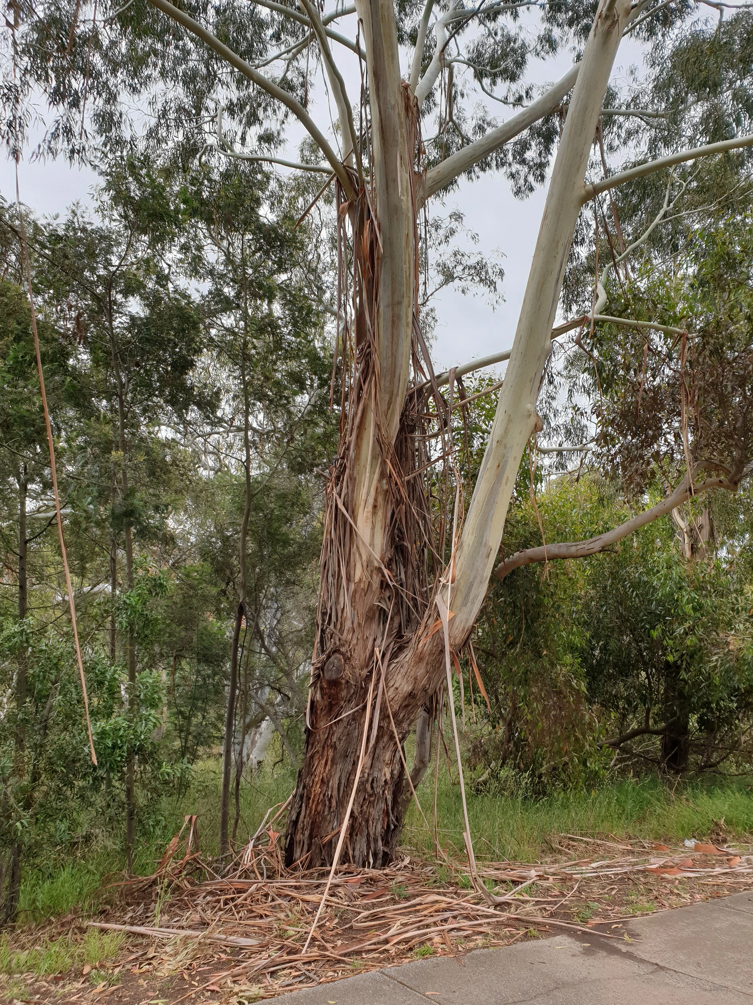 Shedding Our False Layers