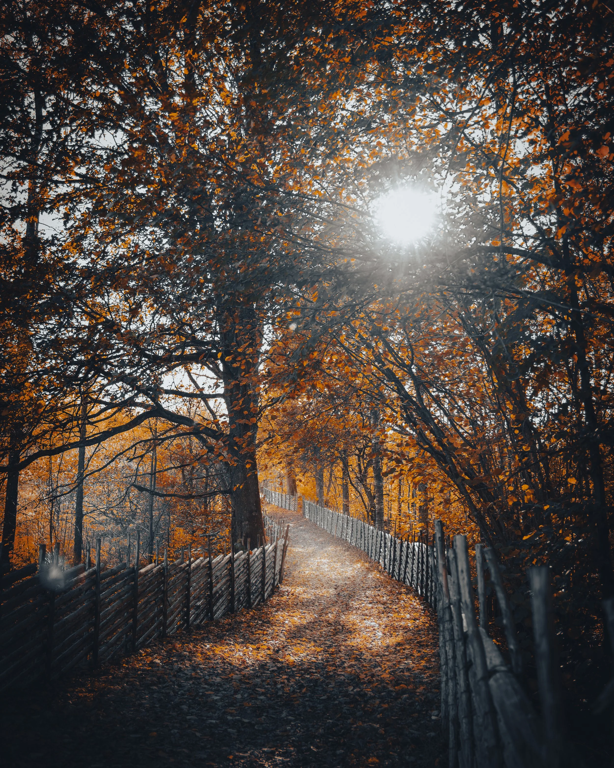 Promenad2 _autumn.jpg