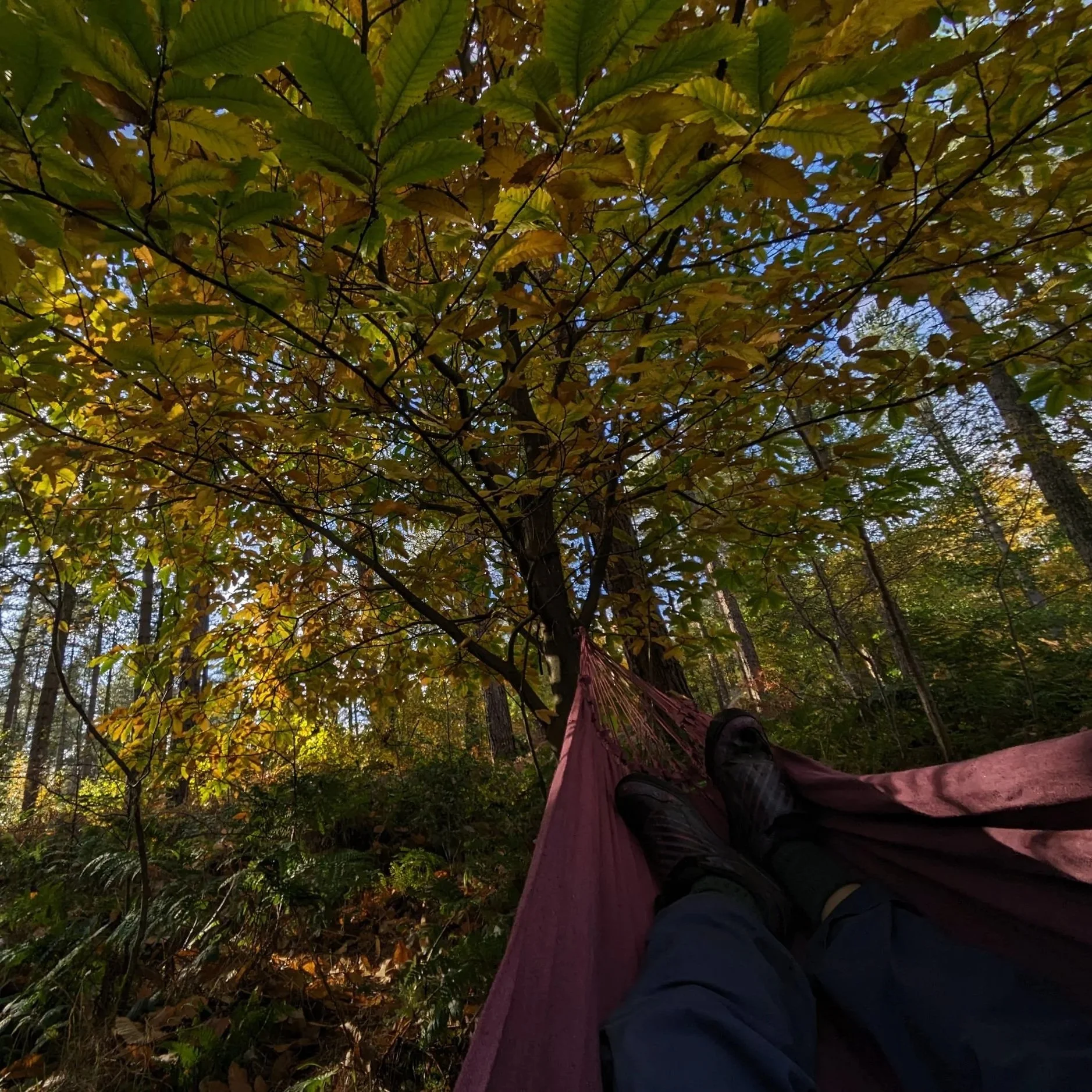 Supporting Autism &amp; Neurodiversity Outside/With Nature