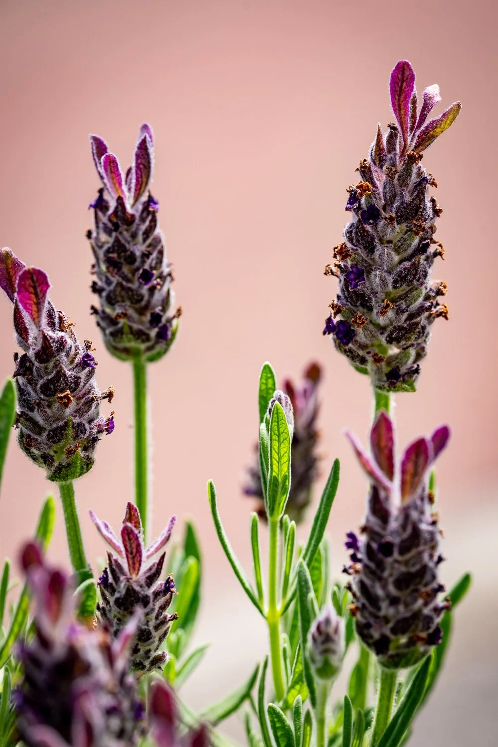 184. Lavendel