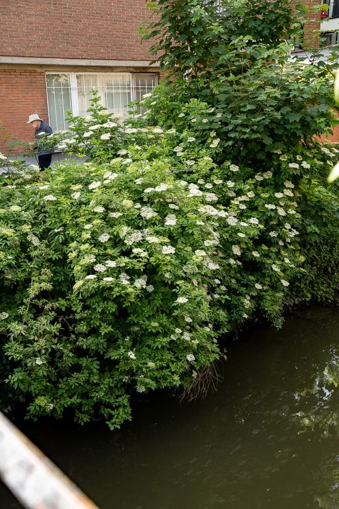 20260523_leuven_dijle_216.jpg