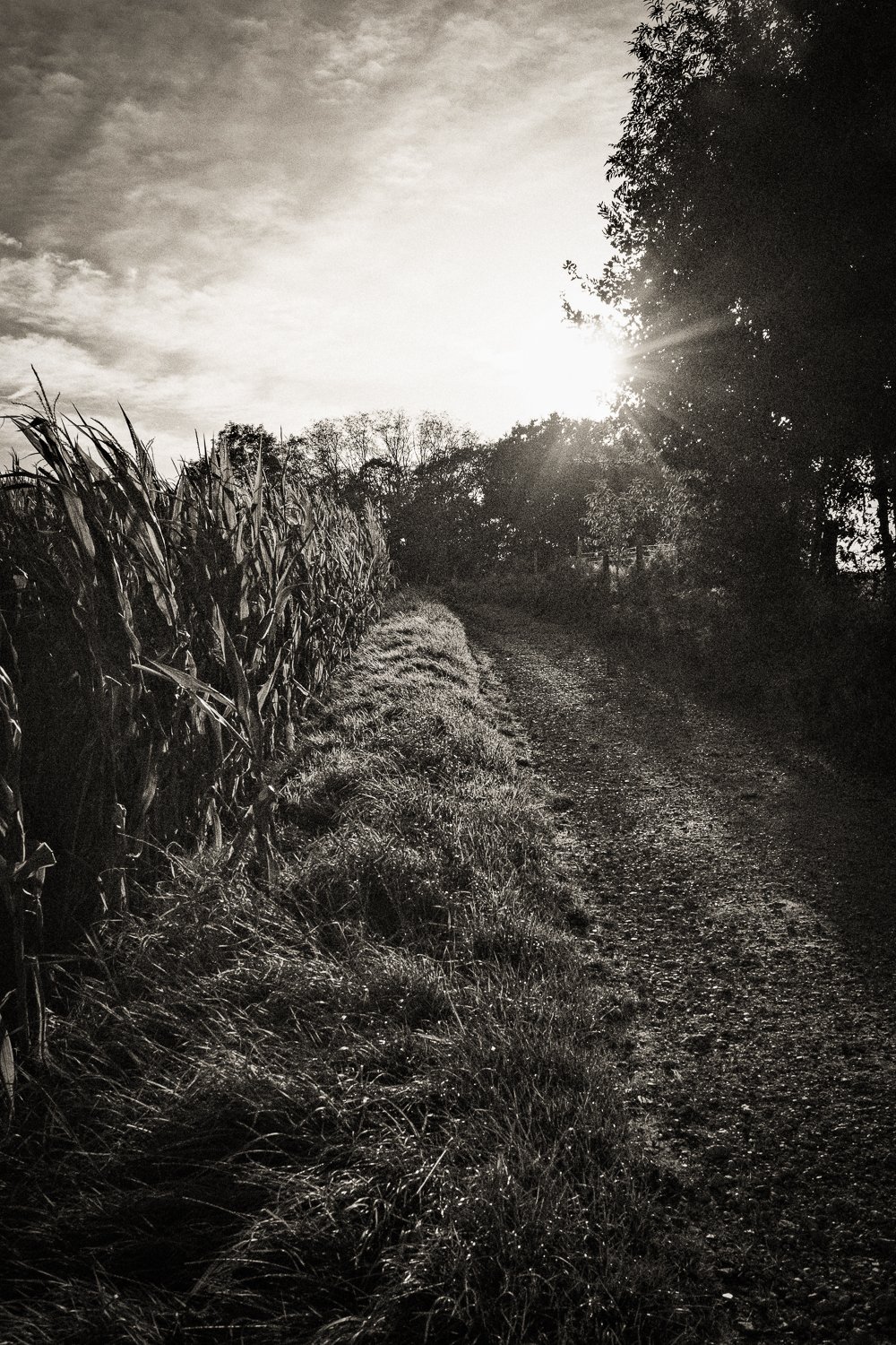 252. Indian Summer