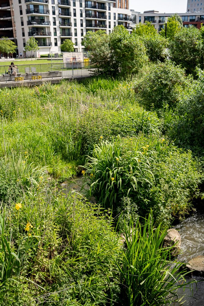 20260523_leuven_dijle_128.jpg