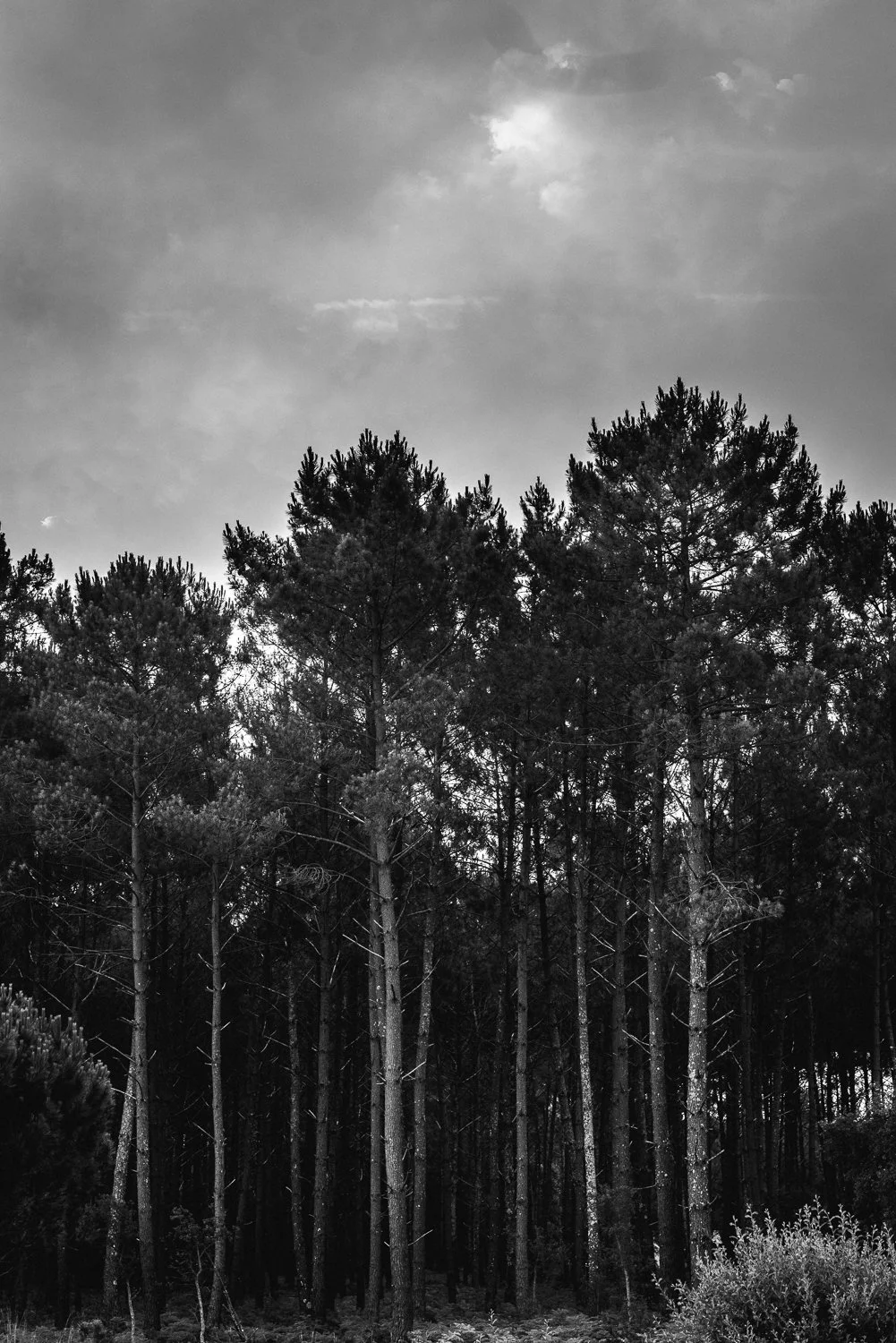 178. Landes