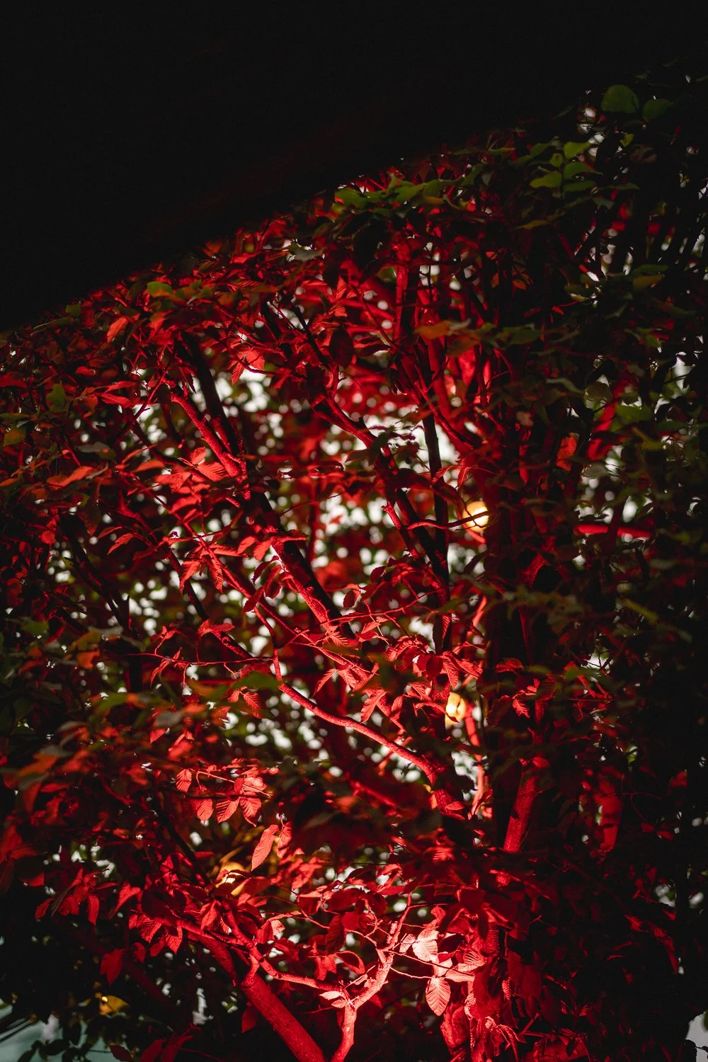 170. Rood
