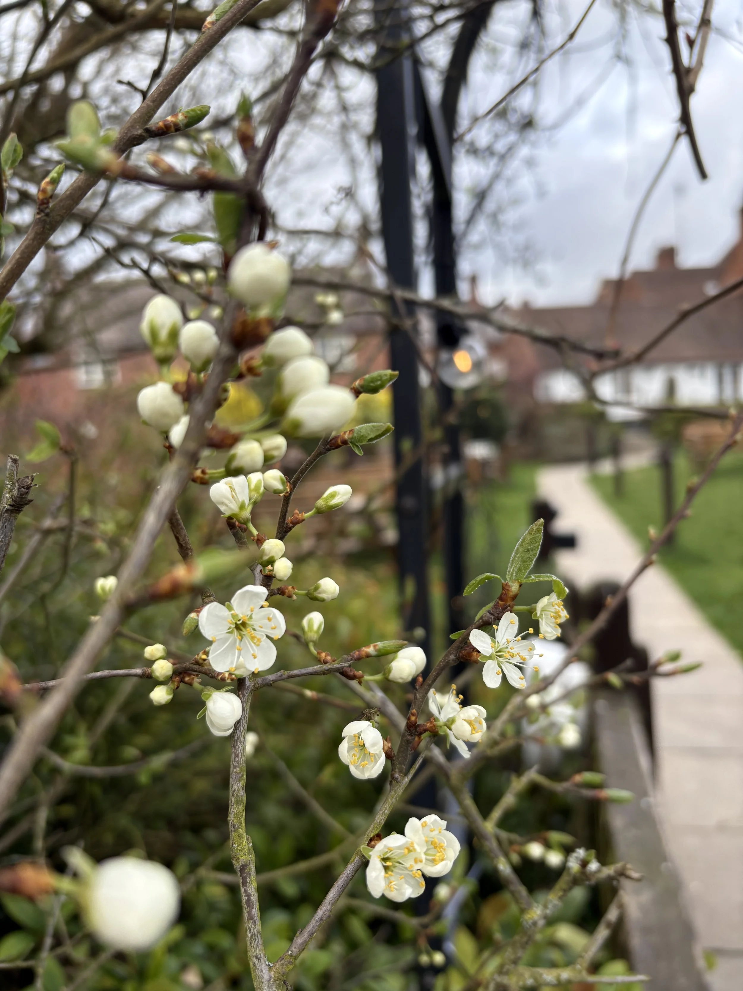 blossom.jpeg