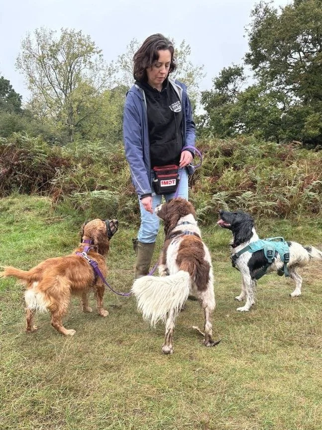 A person outdoors training three dogs in a grassy area with trees in the background. The dogs are wearing harnesses and the person is holding a treat pouch.