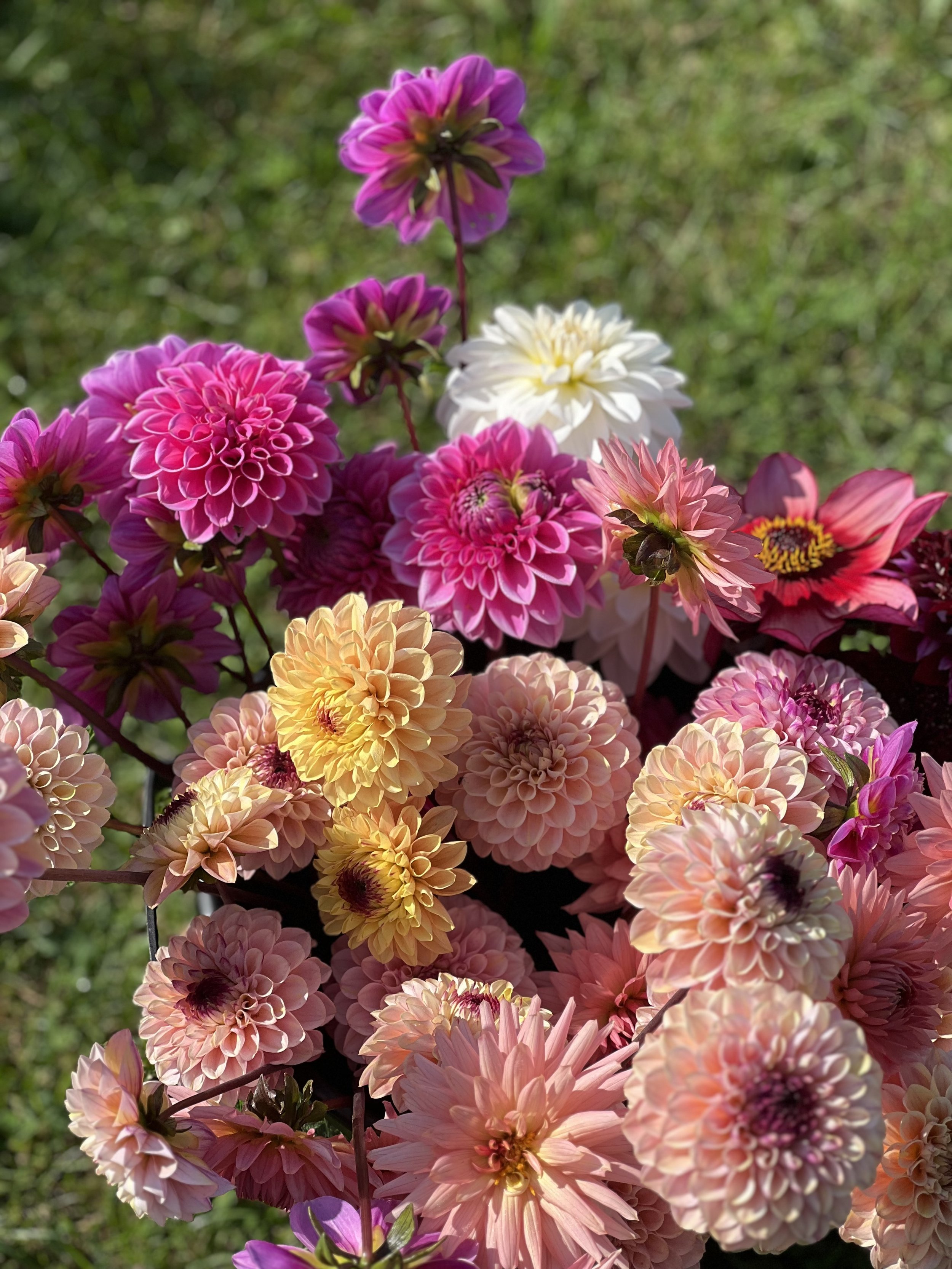 bulb-to-bunch-flower-buckets-dahlias.jpeg