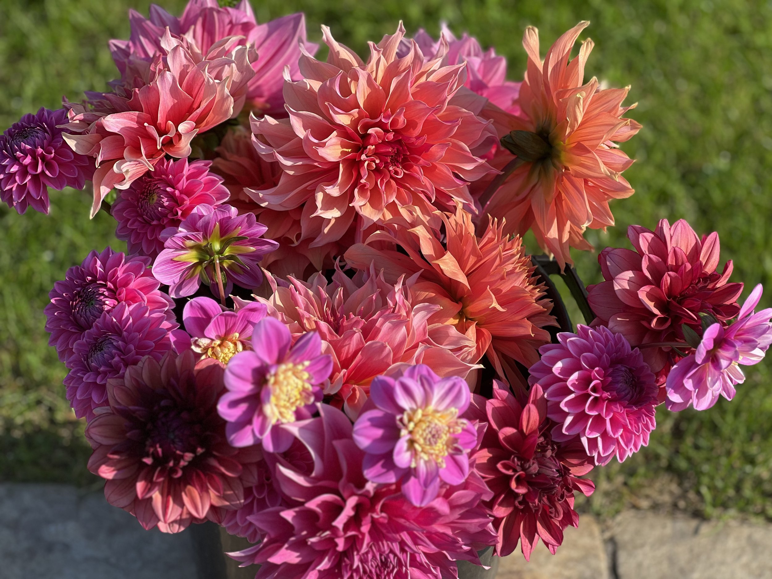 Dahlia bunches