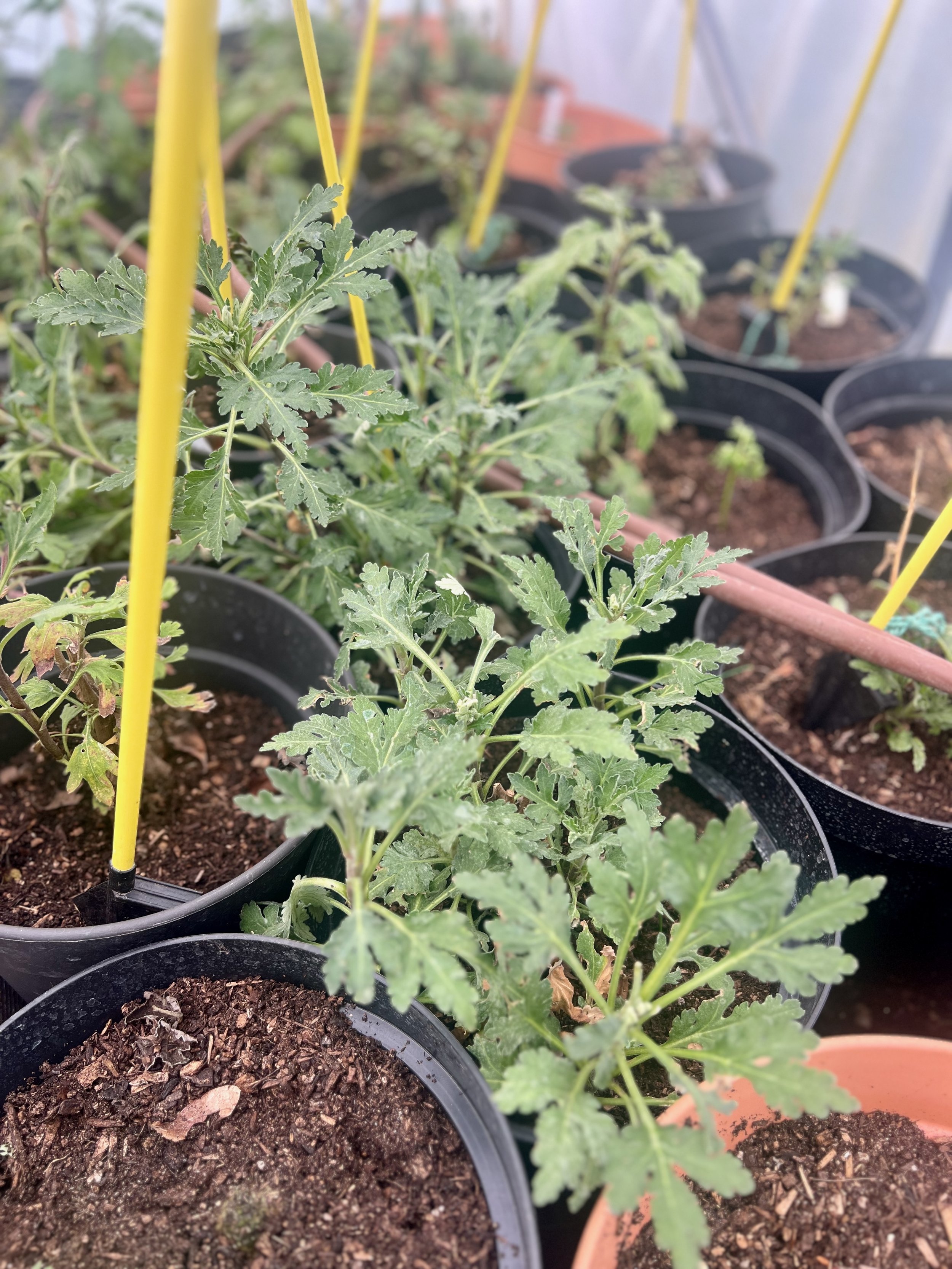 chrysanthemums-in-polytunnel.jpeg