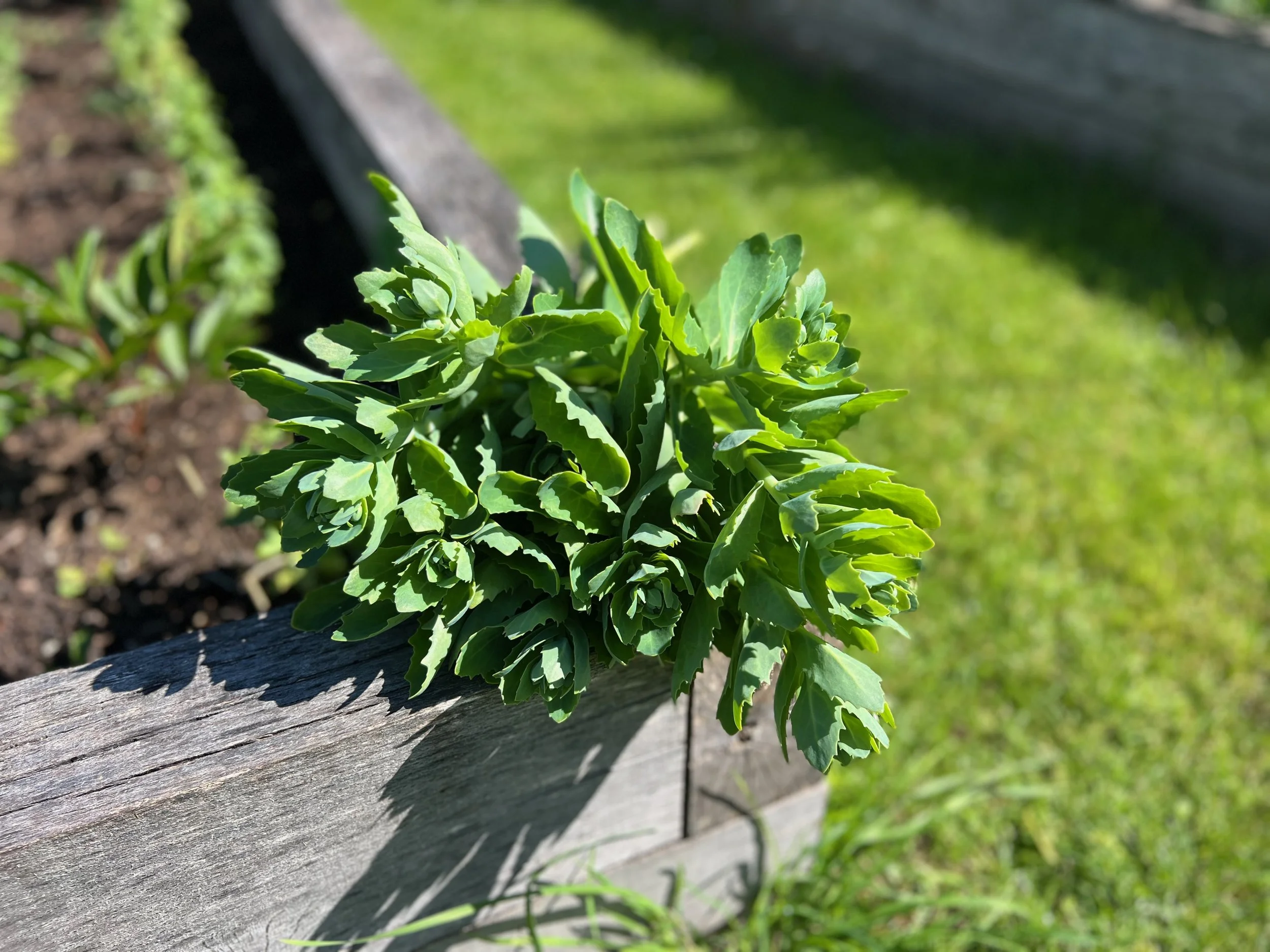 sedum.jpeg