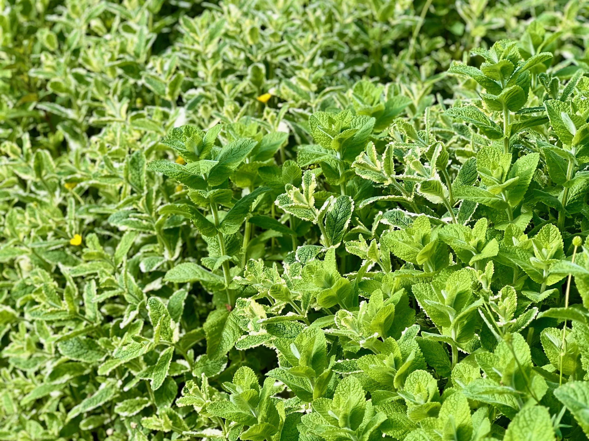mint-bed.jpeg