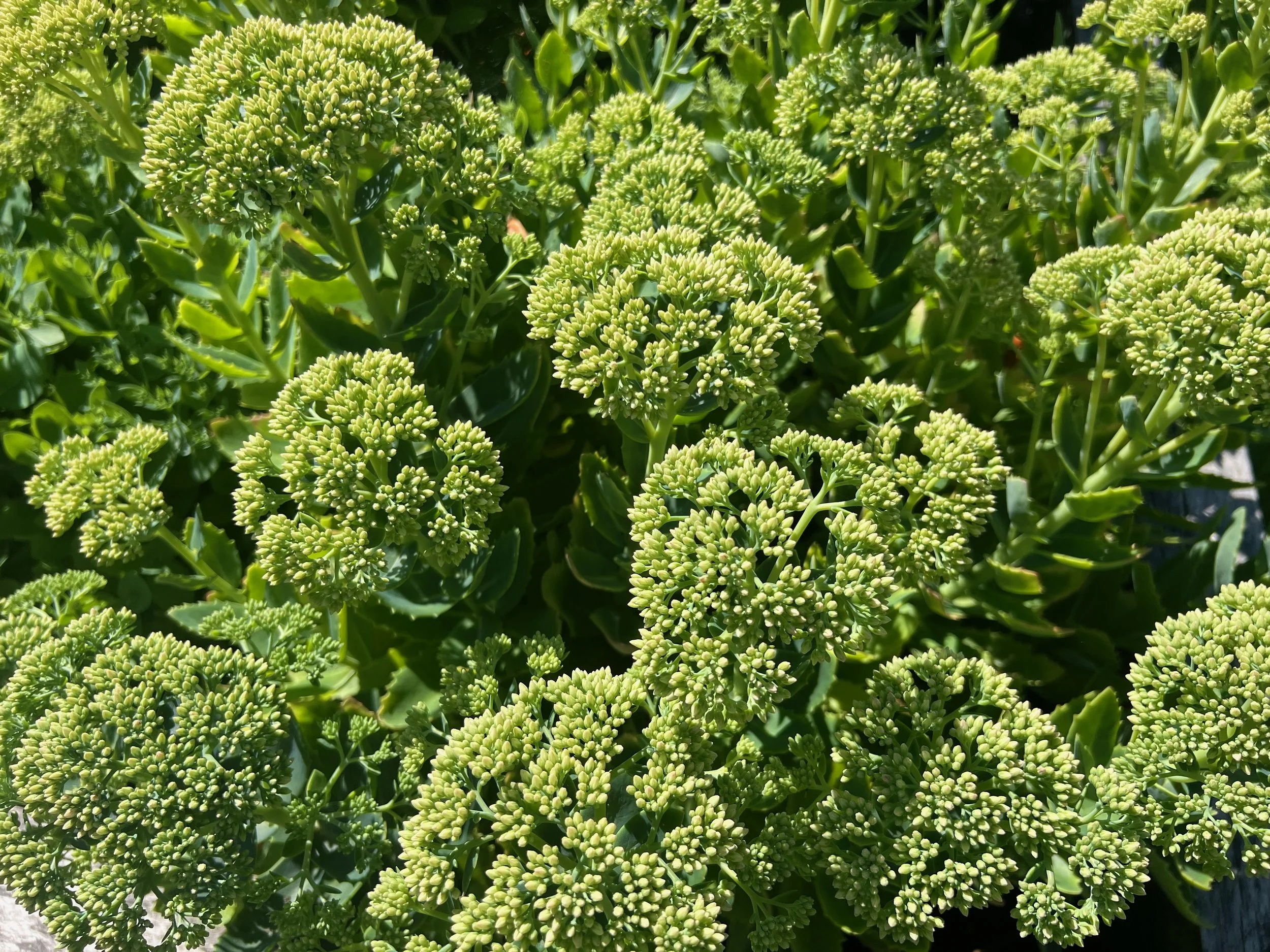 sedum-florets-yound.jpeg