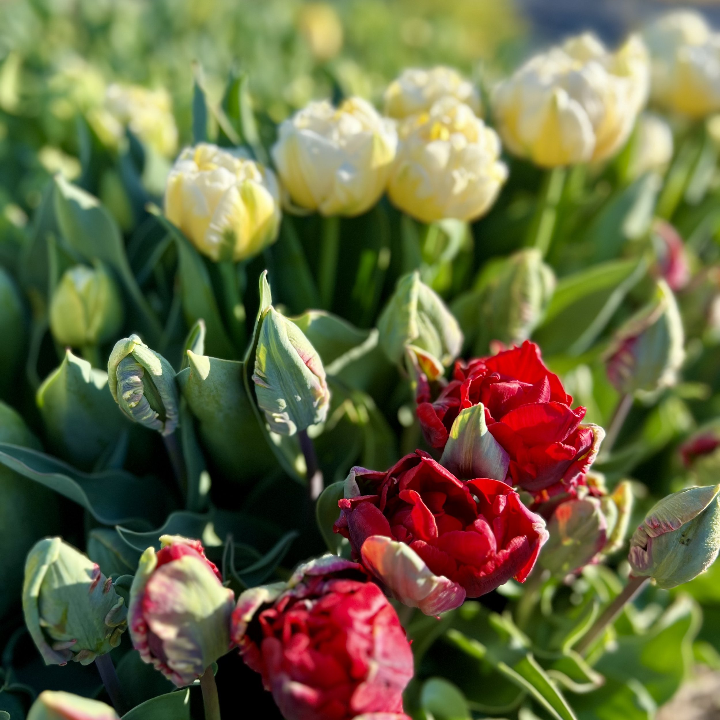 first-tulips-2025.jpeg