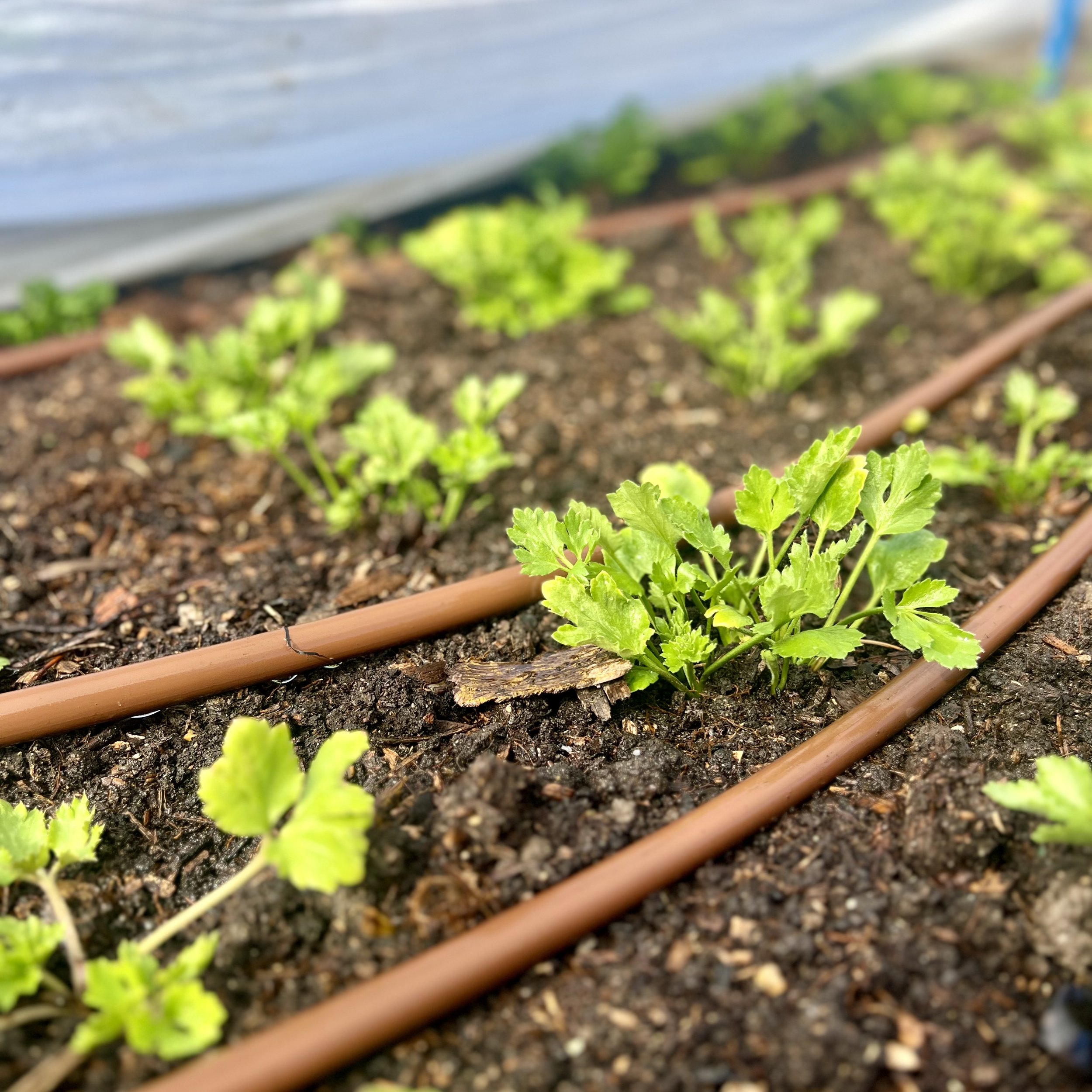 ranunculus-planted.jpeg