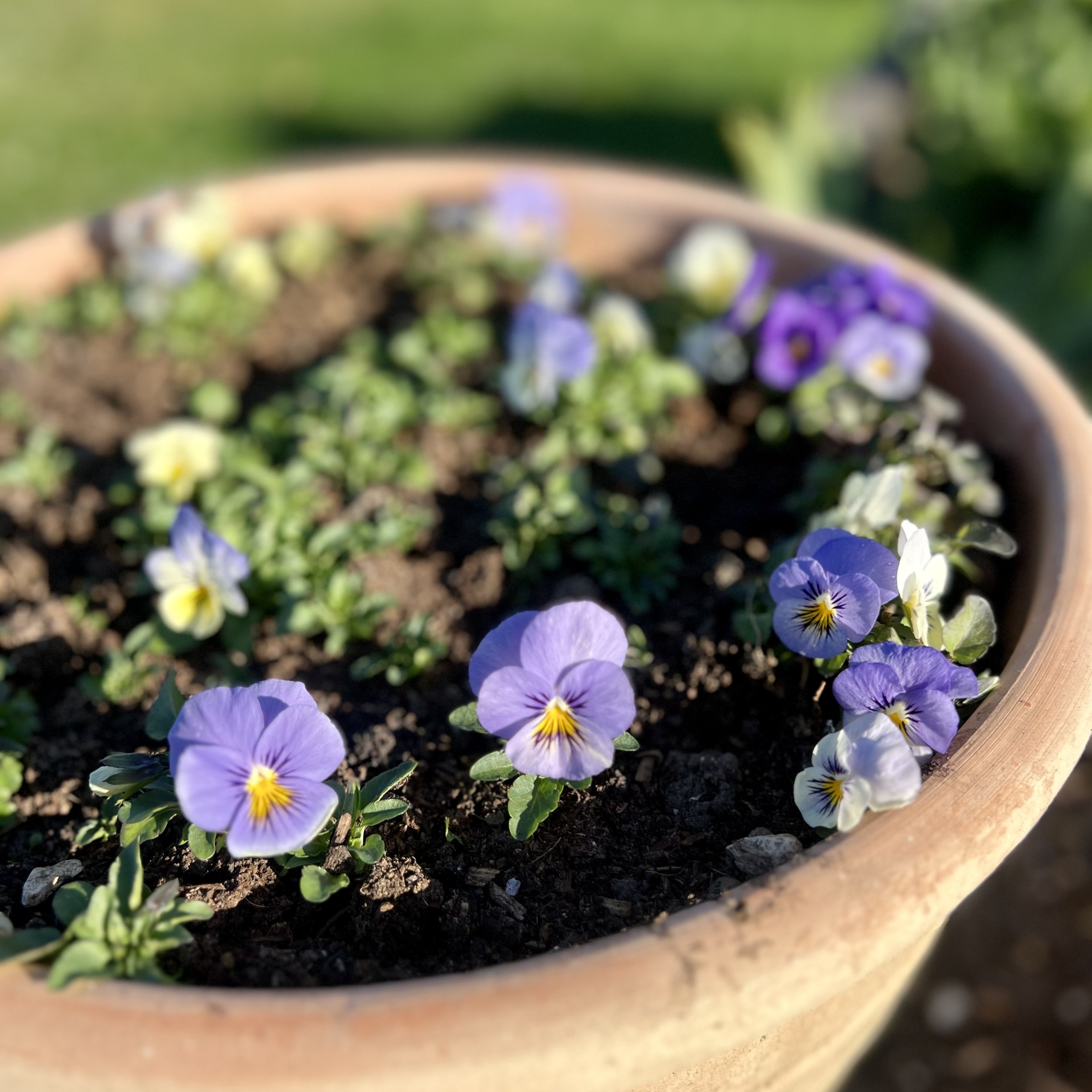 spring-pansies.jpeg