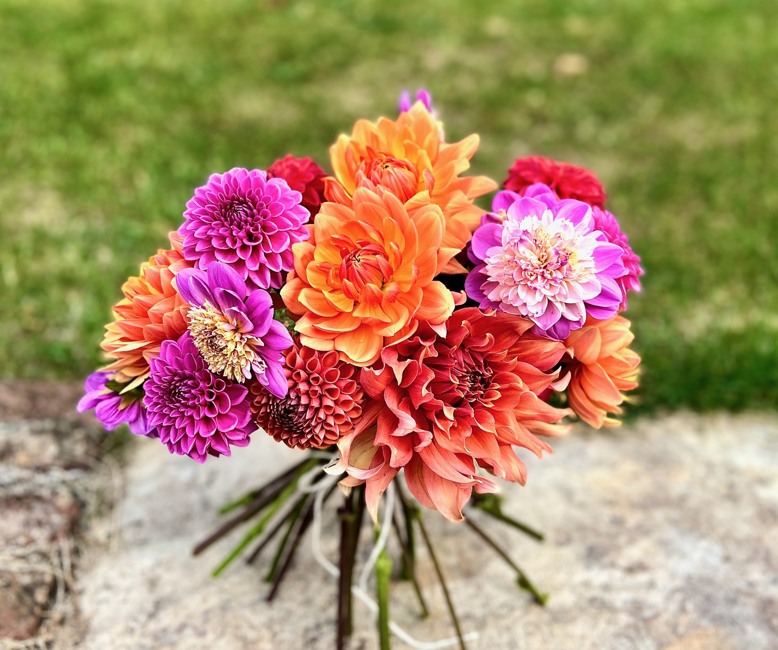 dahlia-pink-orange-ls.jpeg