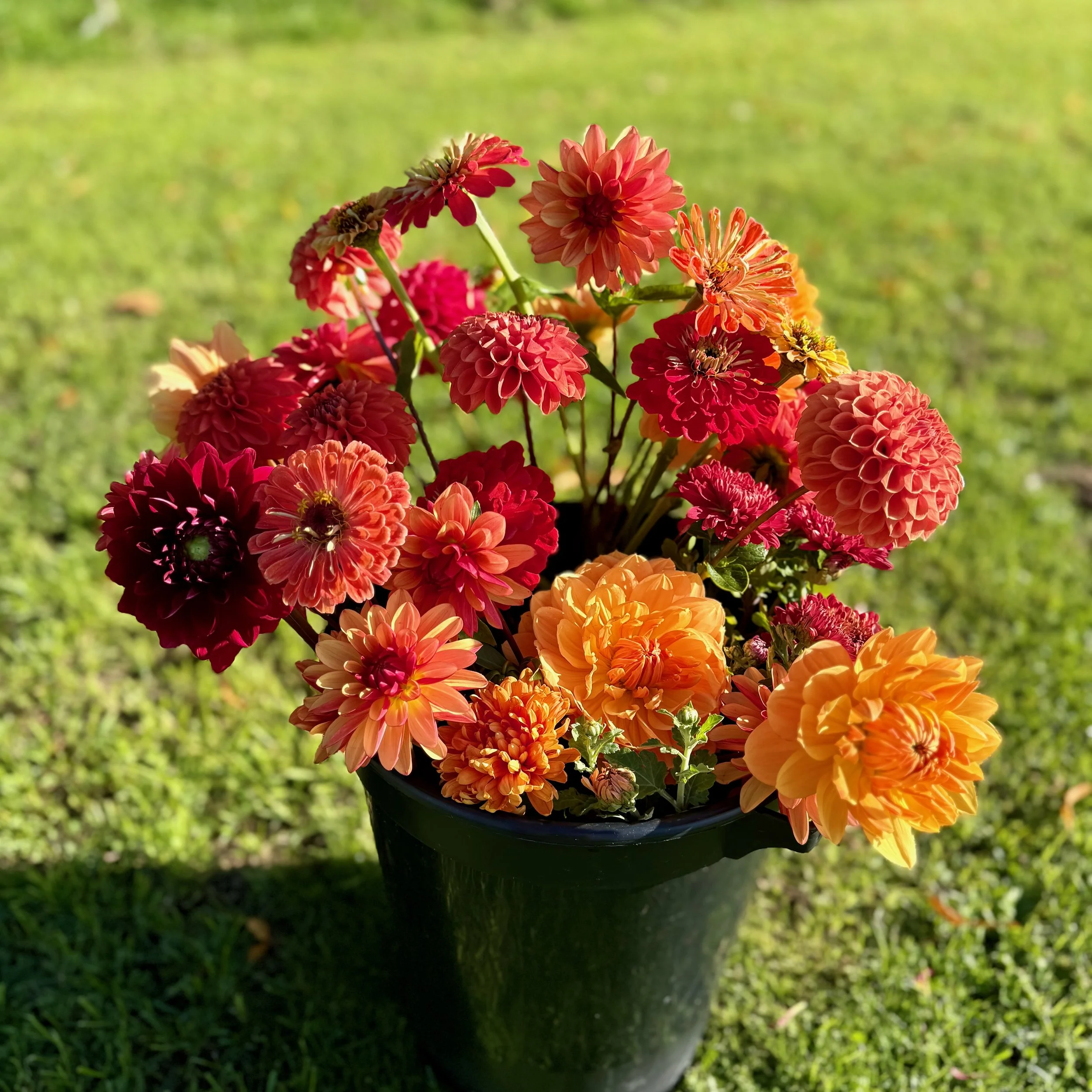 bucket-orange-dahlias.jpeg