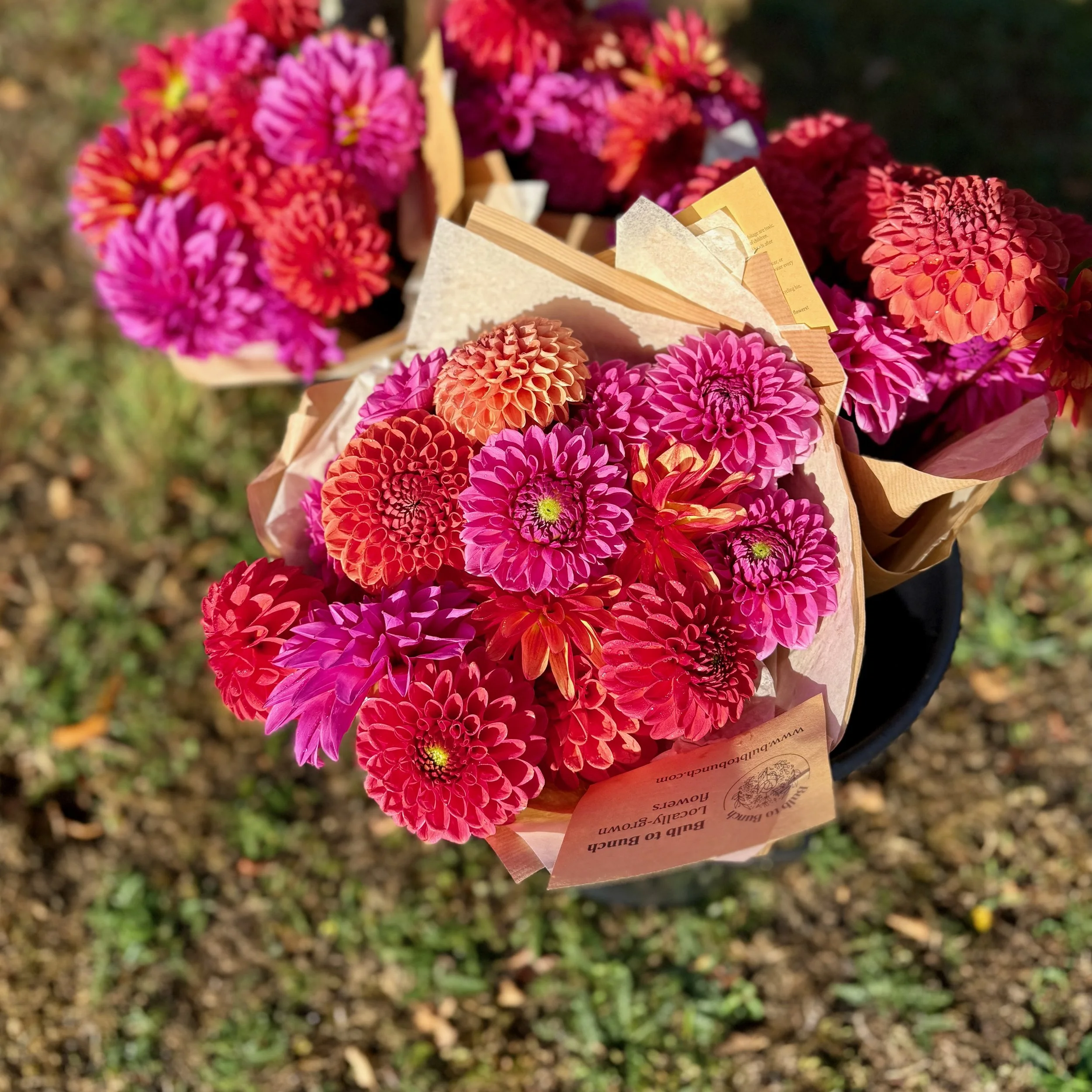 dahlia-bunches.jpeg