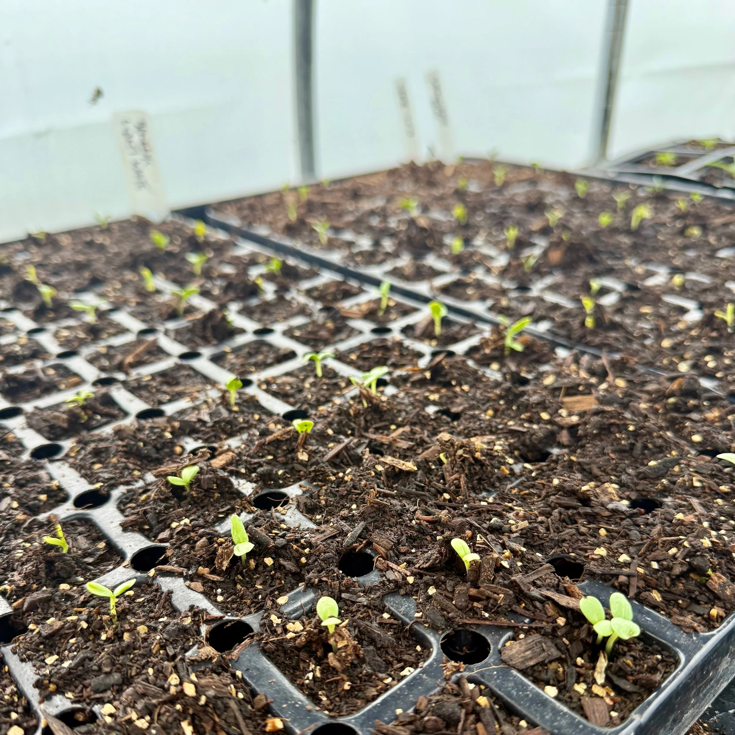 seedlings.jpeg