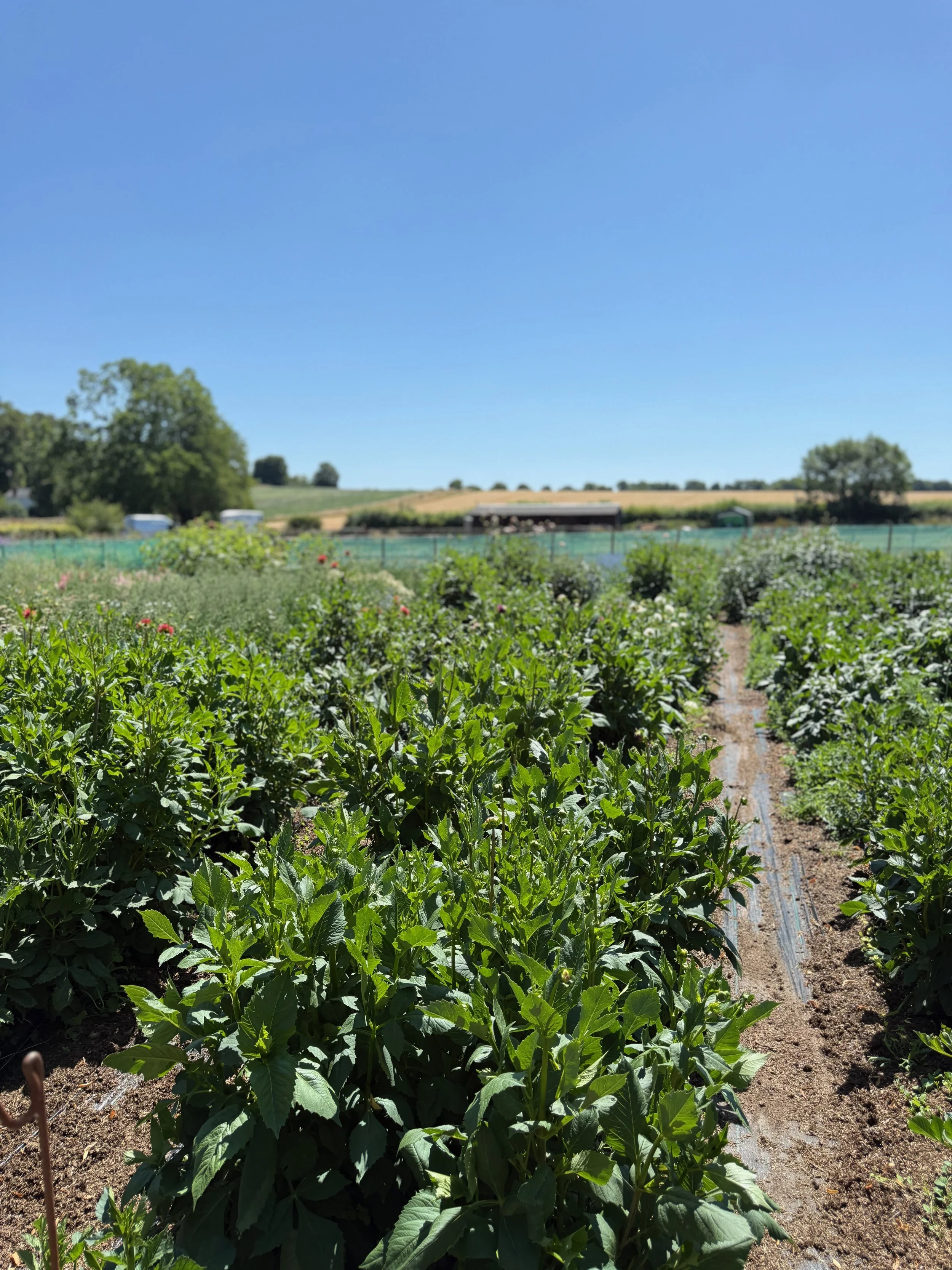 dahlia-beds.jpeg