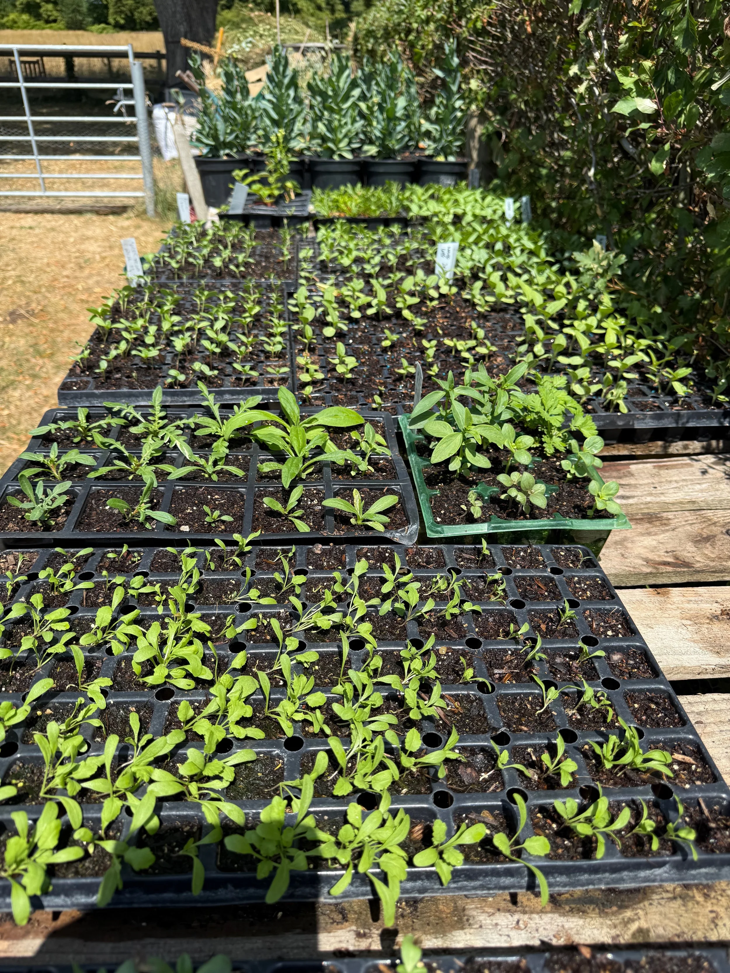 seedlings-hardening-off.jpeg