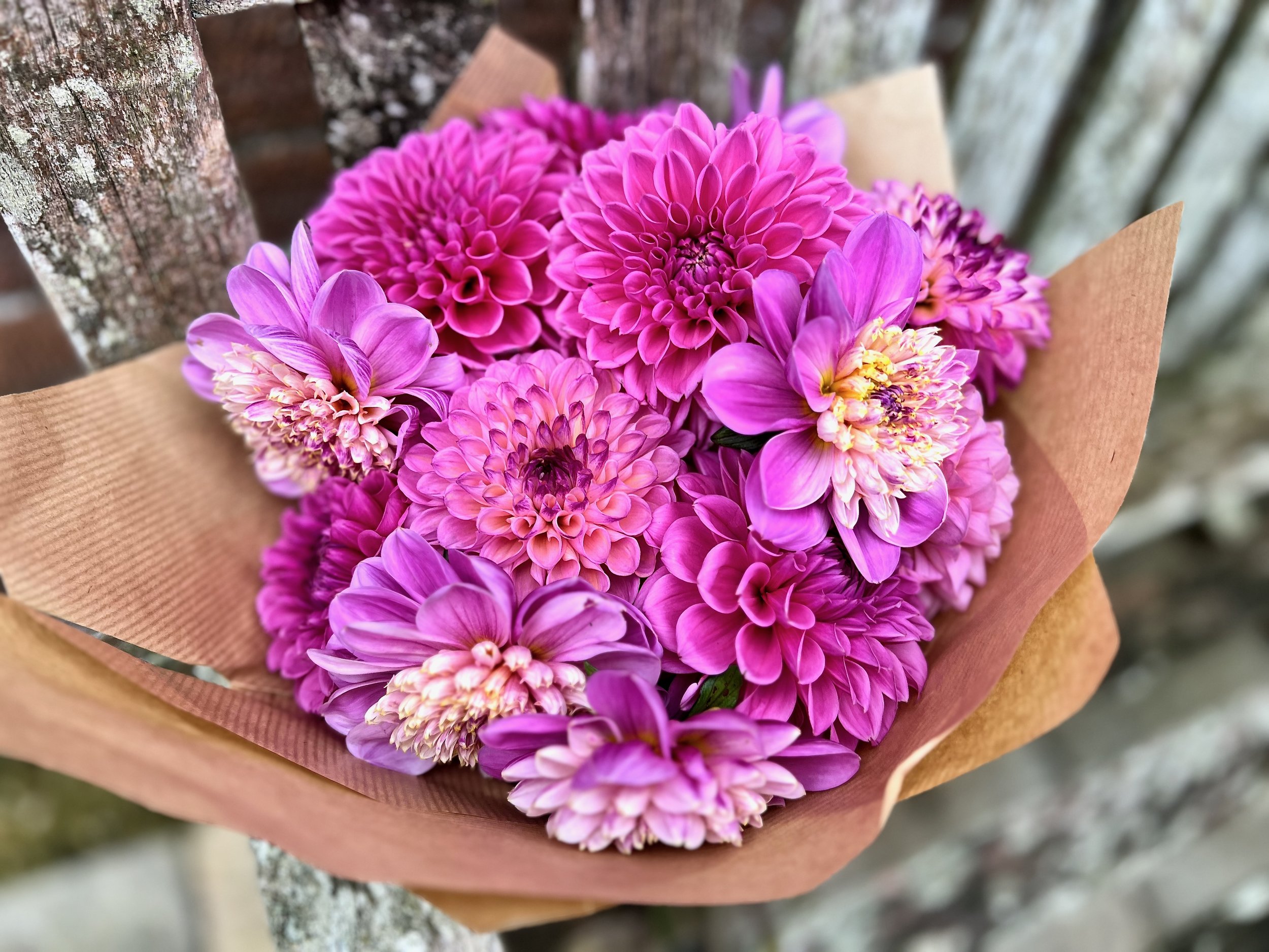 dahlias-pink-ls.jpeg