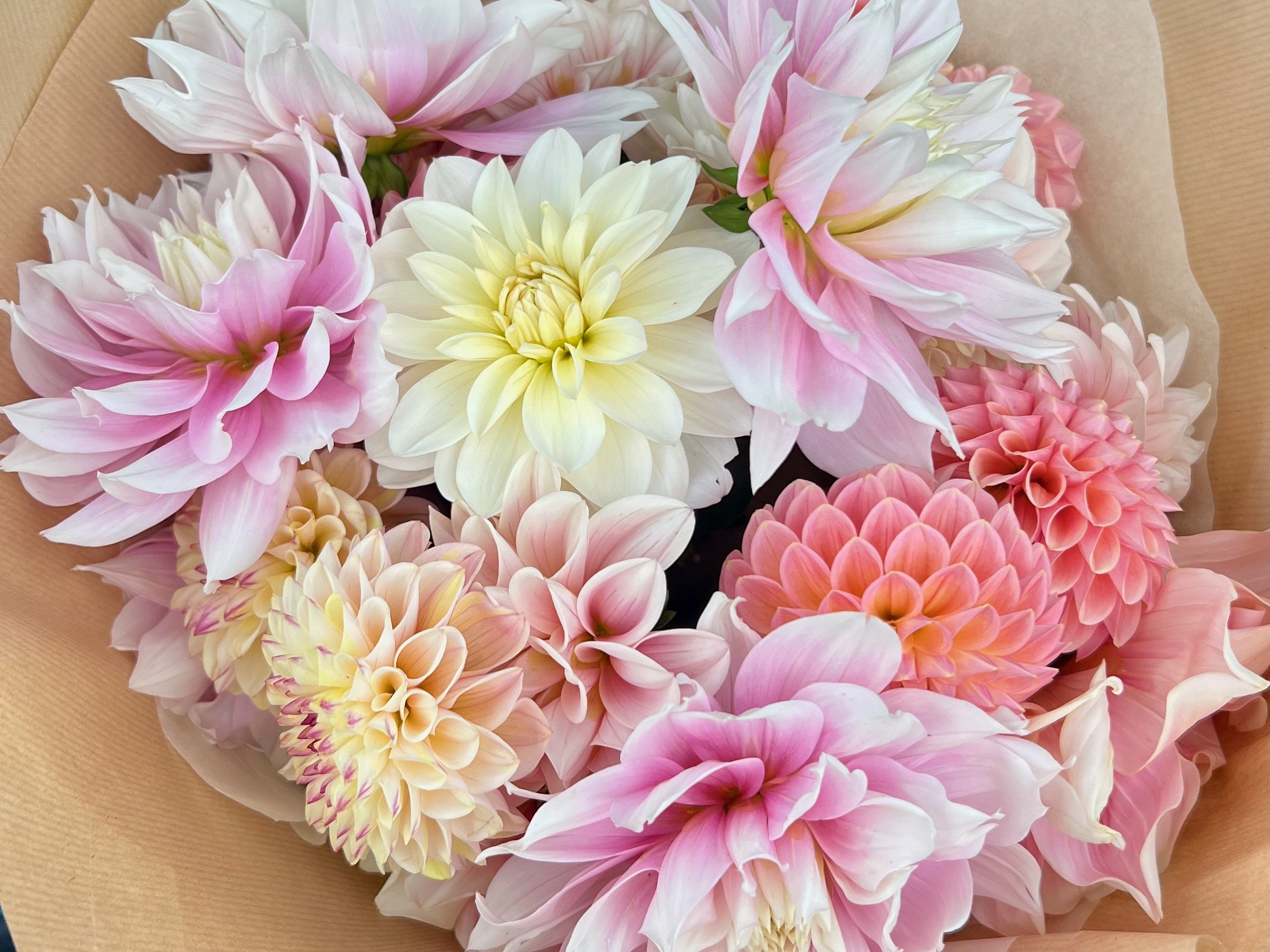 dahlias-pastels.jpeg