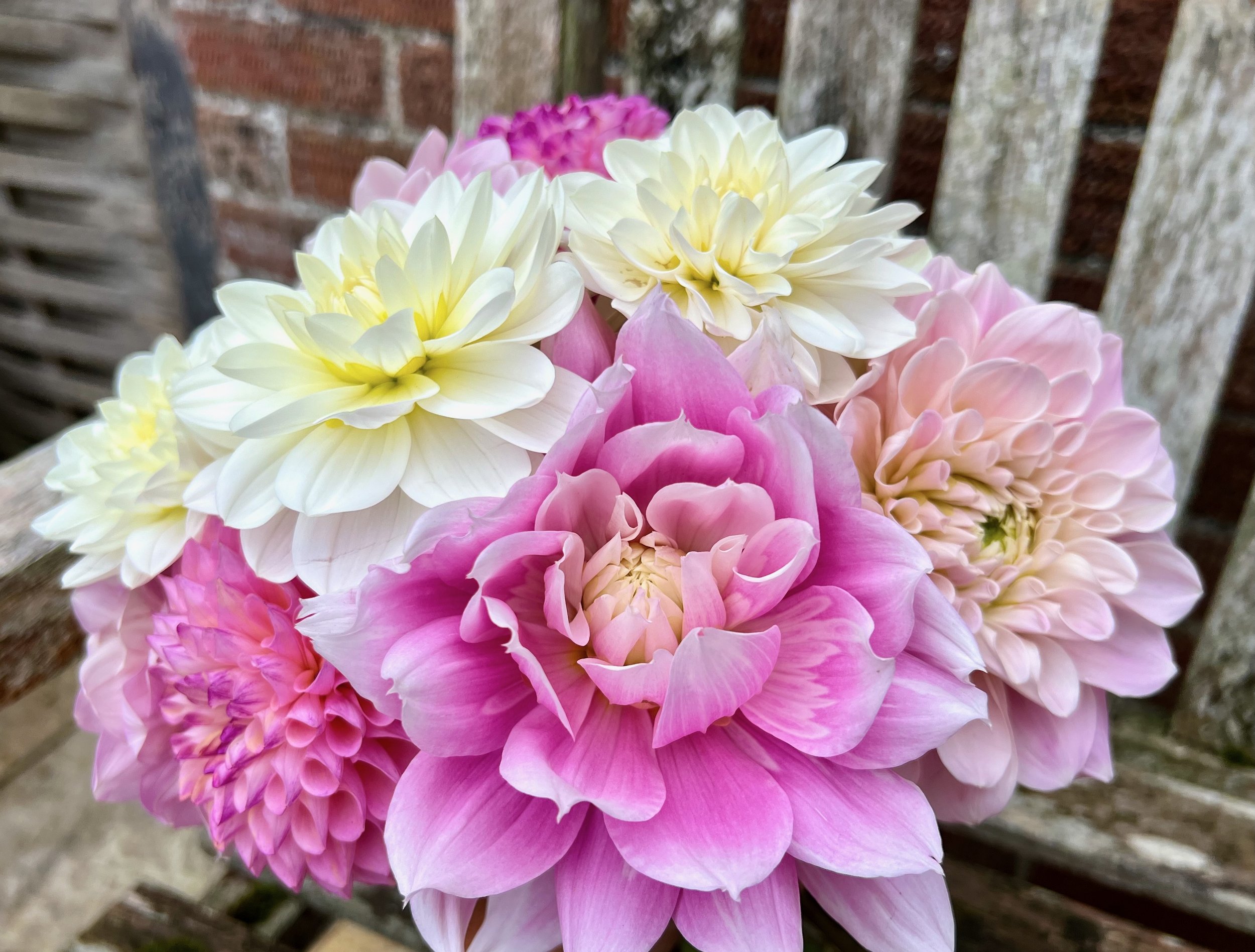 dahlias-pink-cream-ls.jpeg