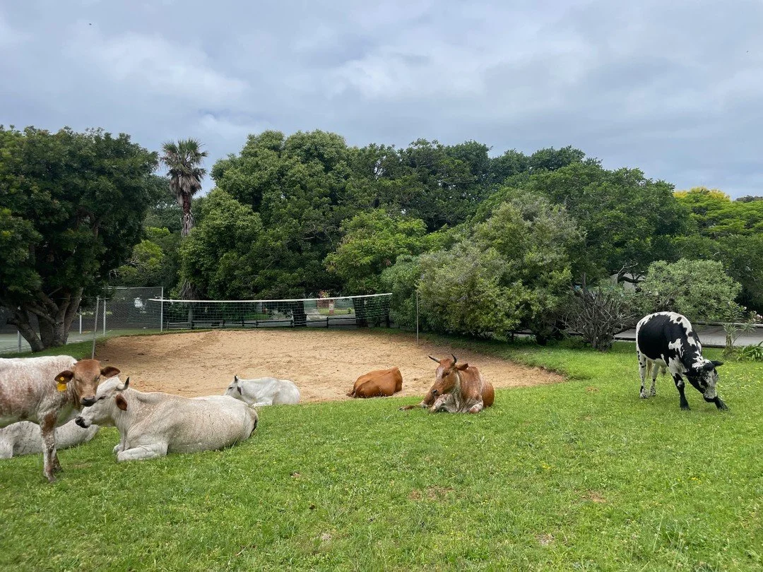 🏝️ I think the cows might be getting ready for the 2024 Hello Chintsa Volleyball Comp! 

#hellochintsa