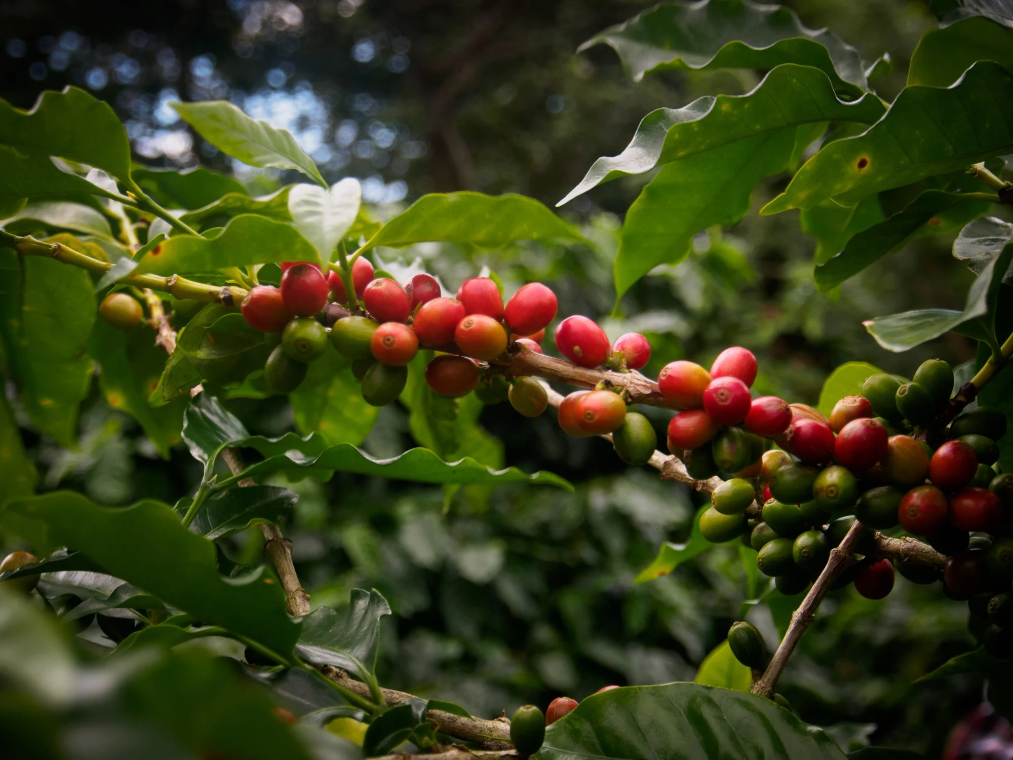 Nicaragua-Nov2014-1283-Matagalpa.jpg
