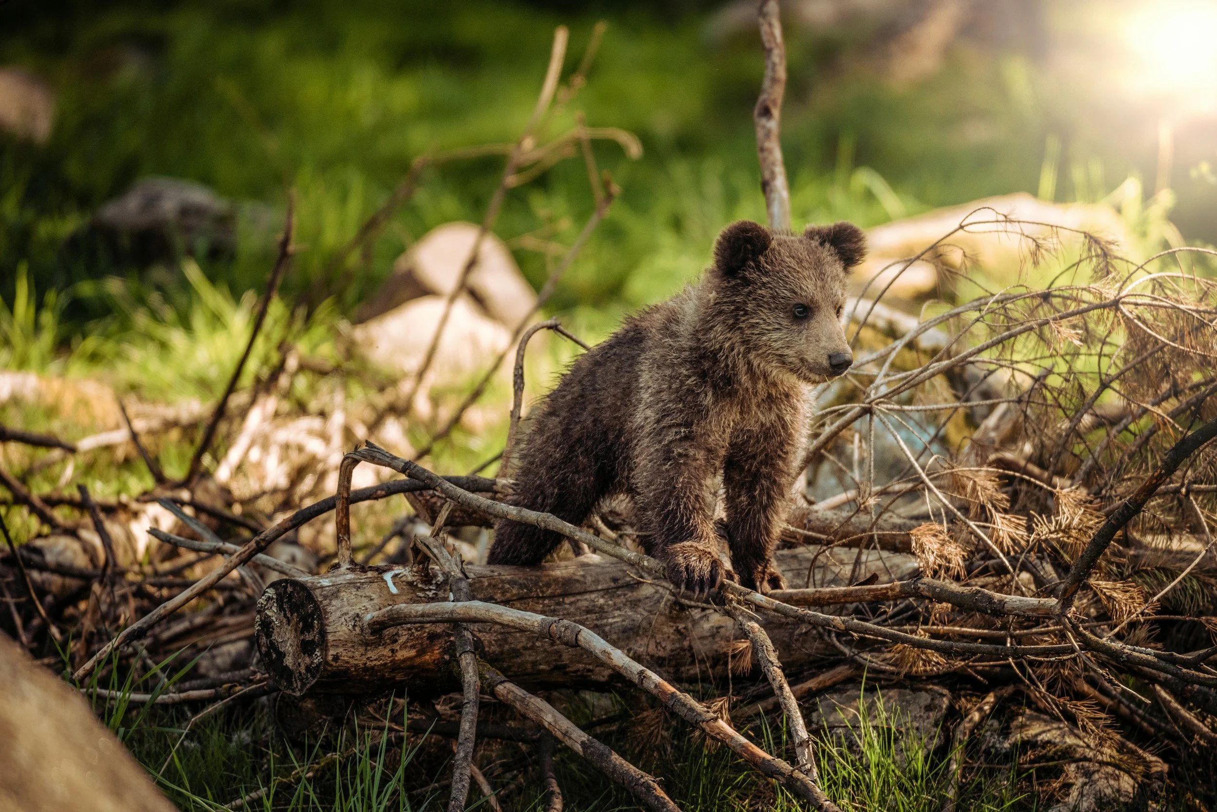 BrownBear_cub.jpg