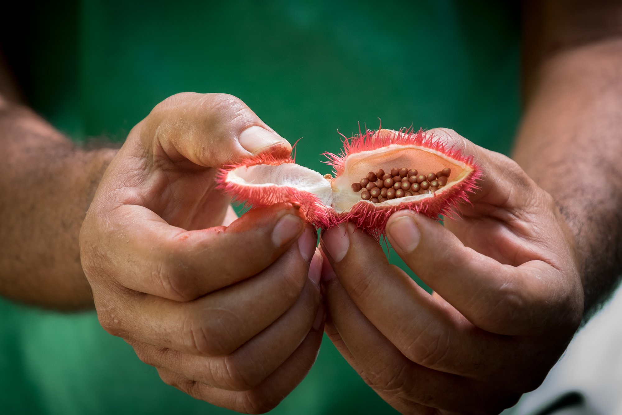 Nicaragua-Nov2016-0684-cacao-farm.jpg
