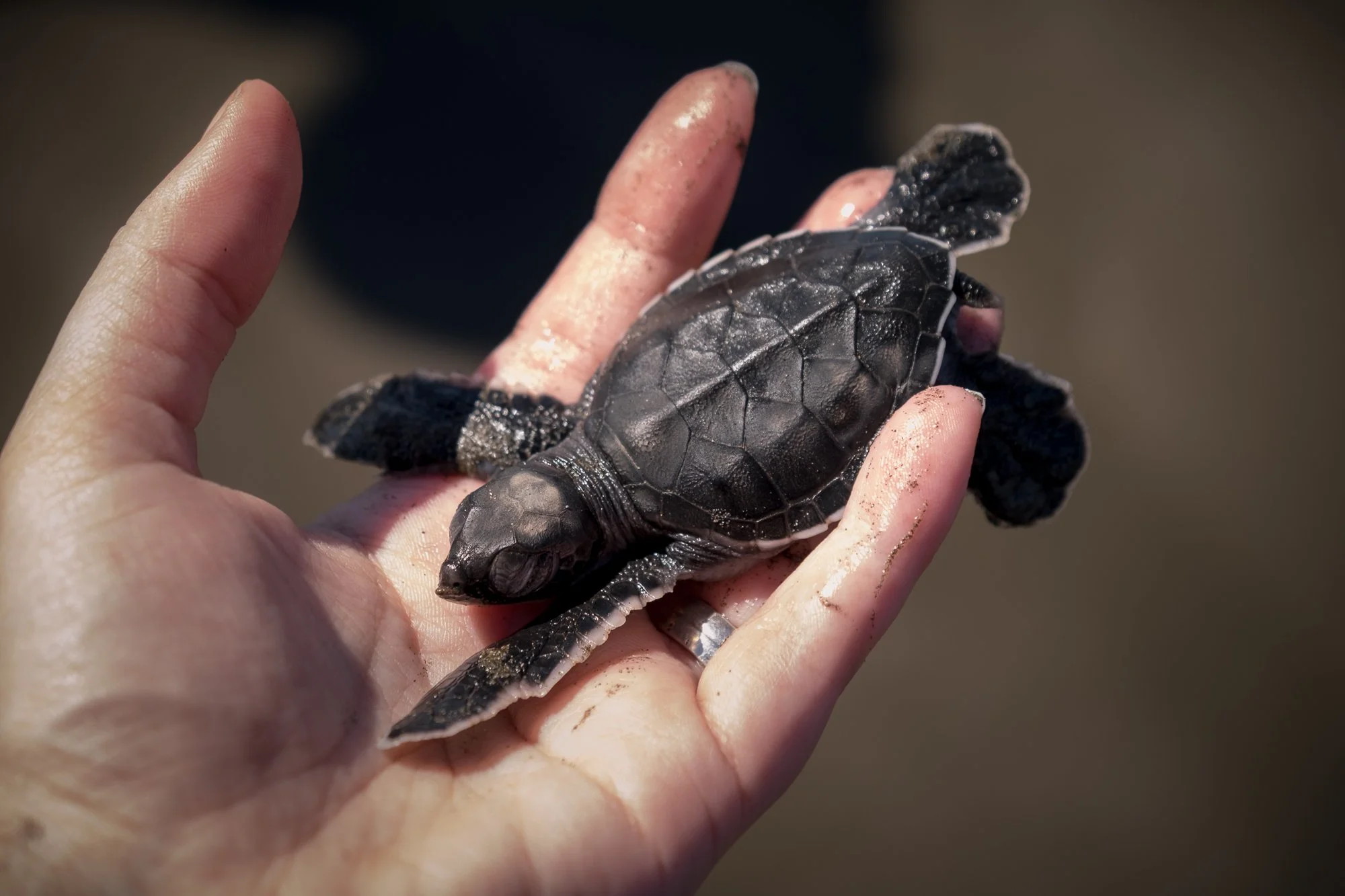 Sea turtle hatchling near Las Peñitas, Nicaragua