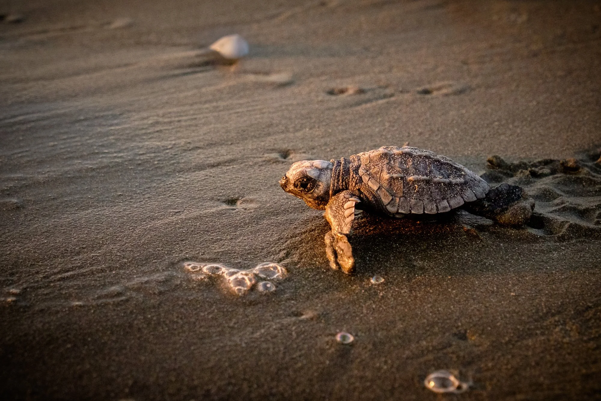 Nicaragua-Nov2016-1817-beach-las-penitas.jpg