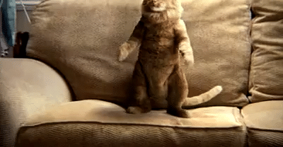 Royal Mail - Dancing Cat-high.gif