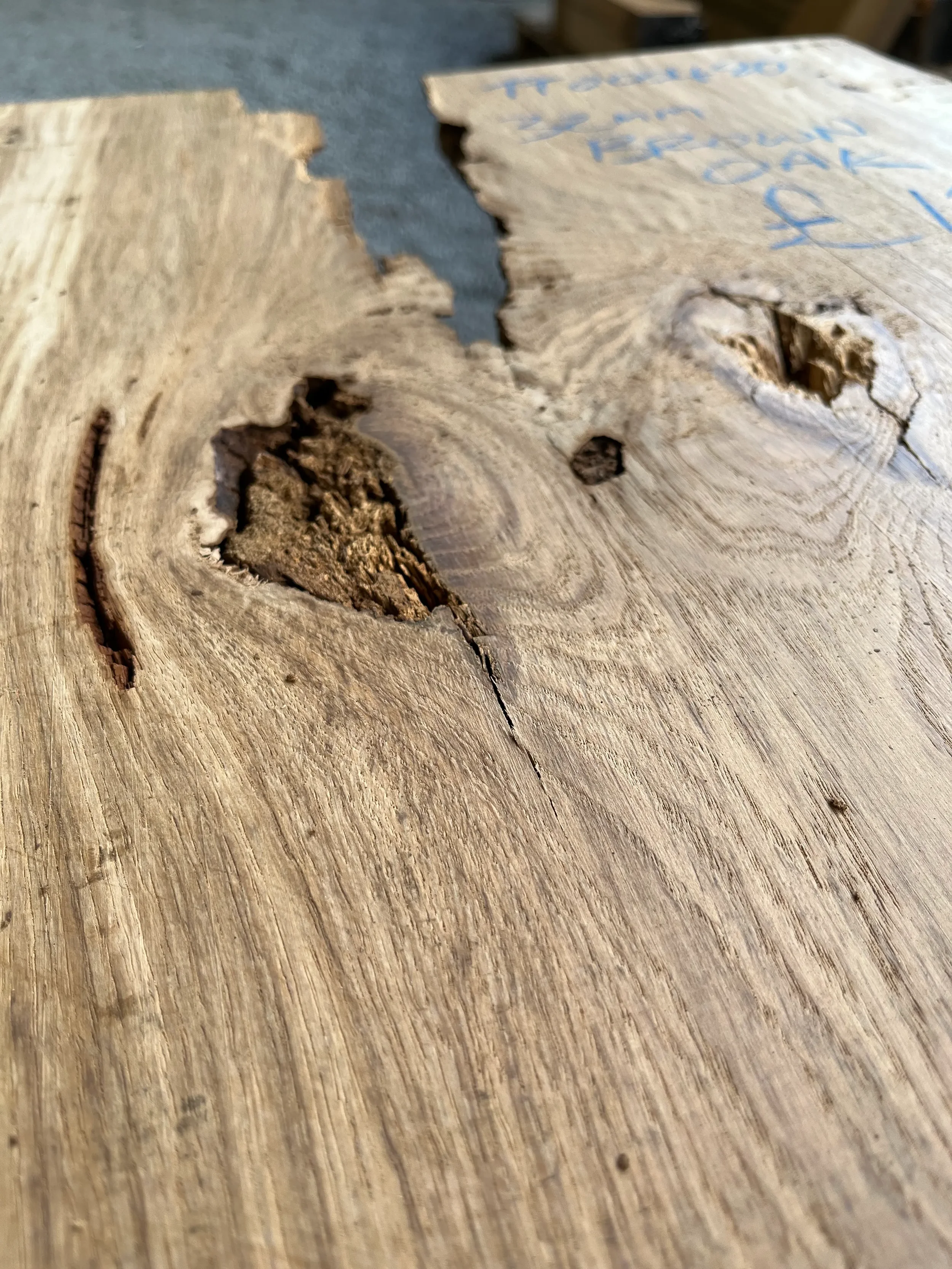 brown oak tt000480.1.webp