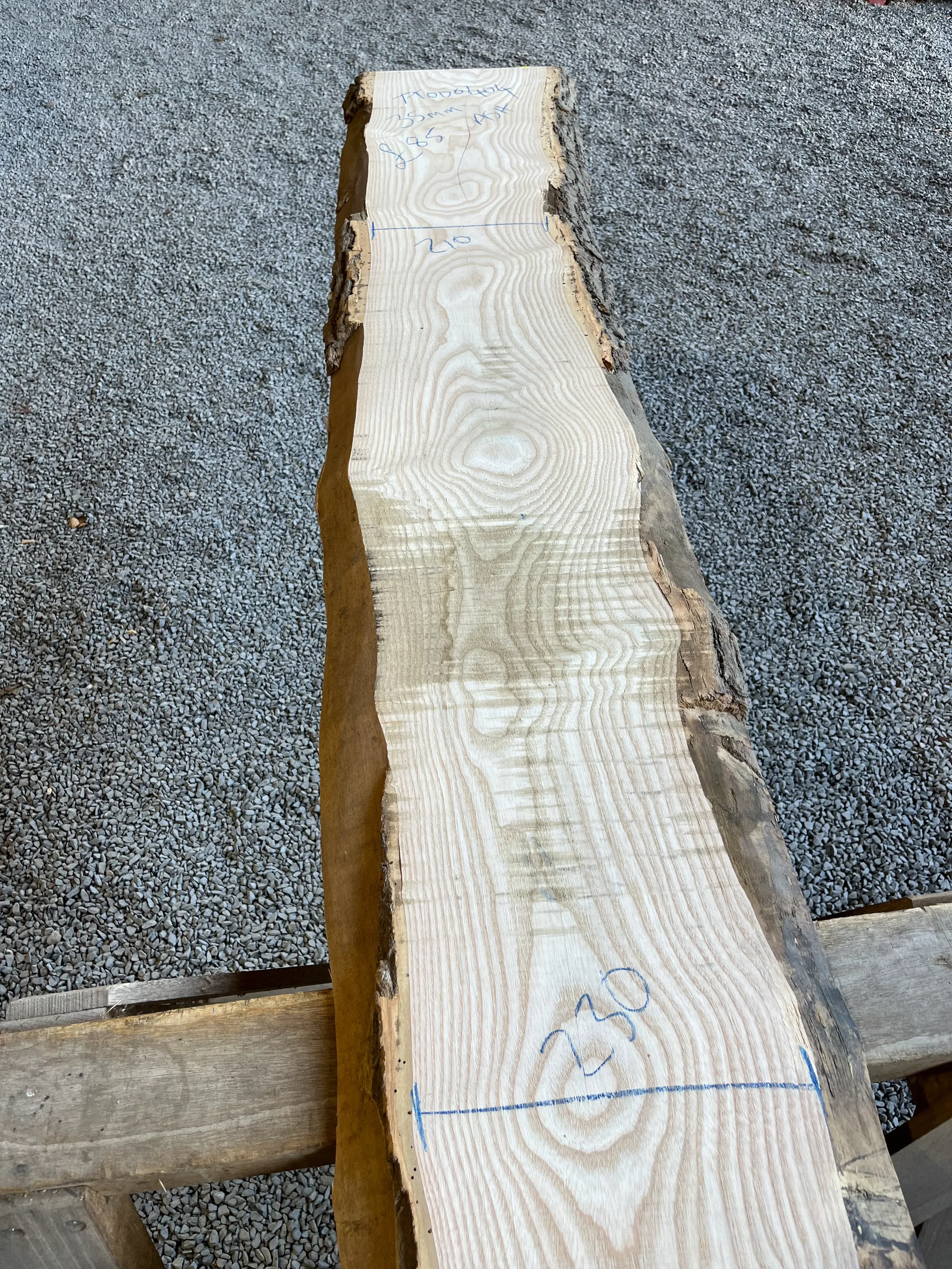 ash tt000404.1.webp