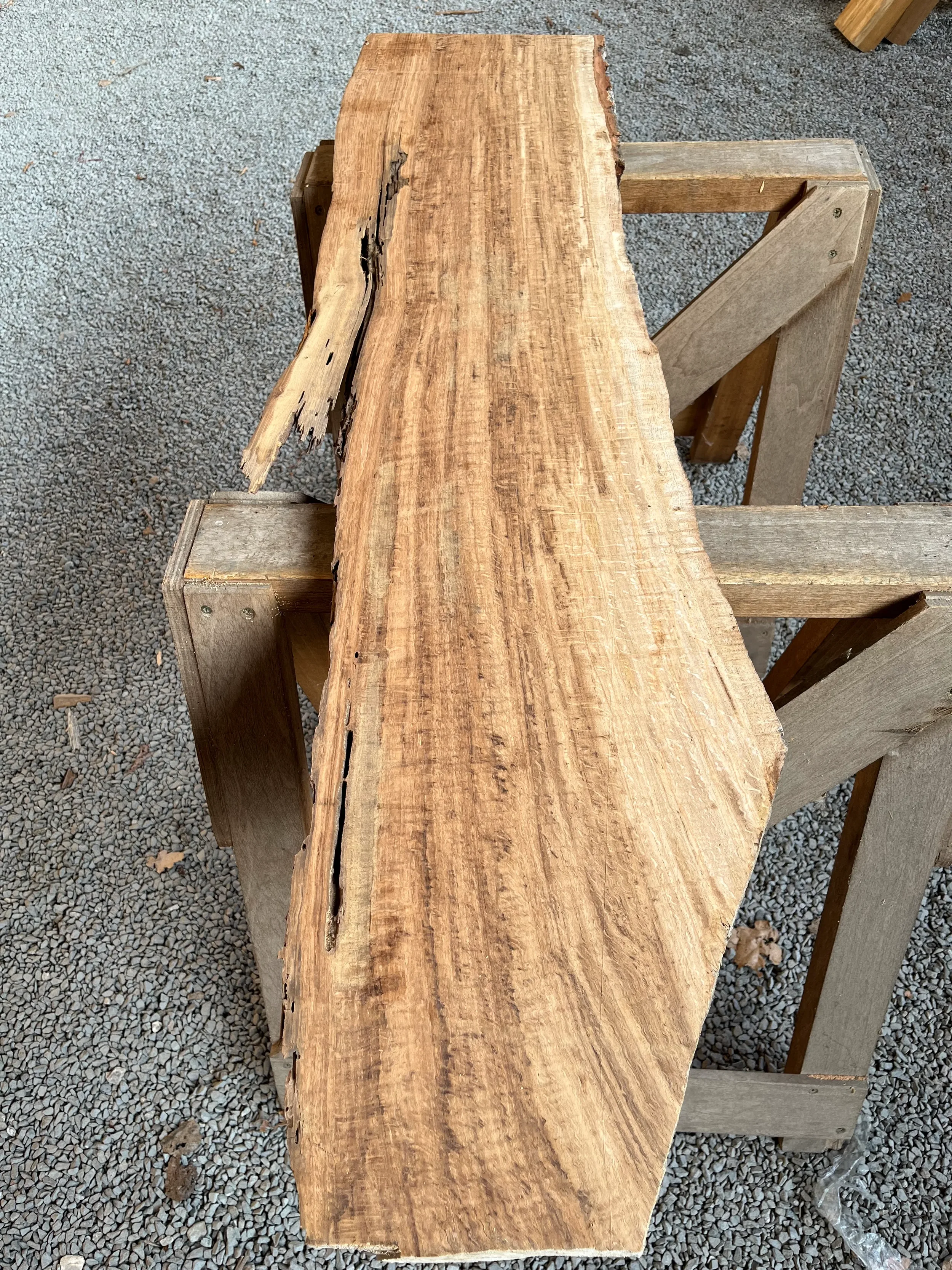 brown oak tt000461.2.webp