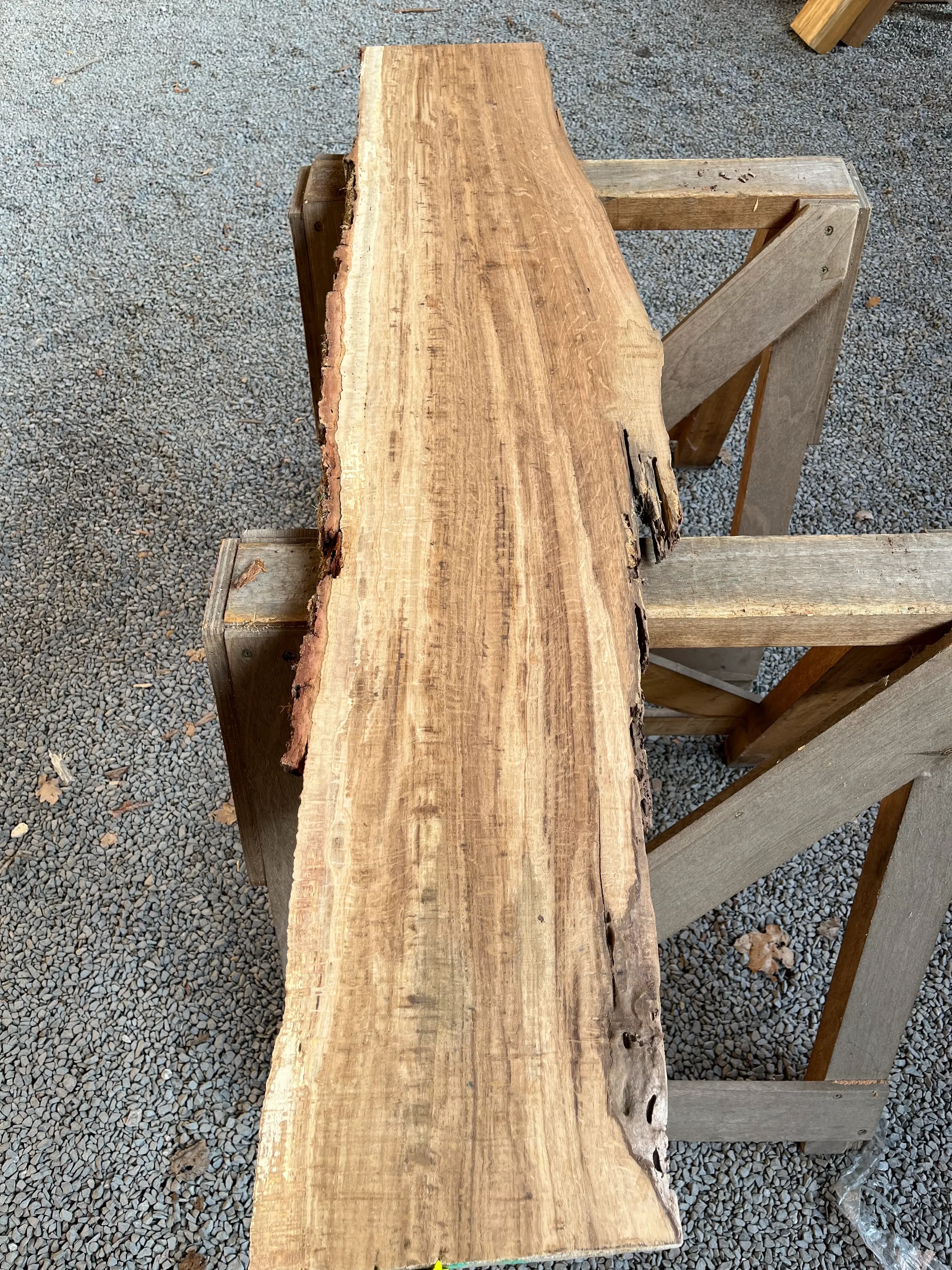 brown oak tt000465.1.webp