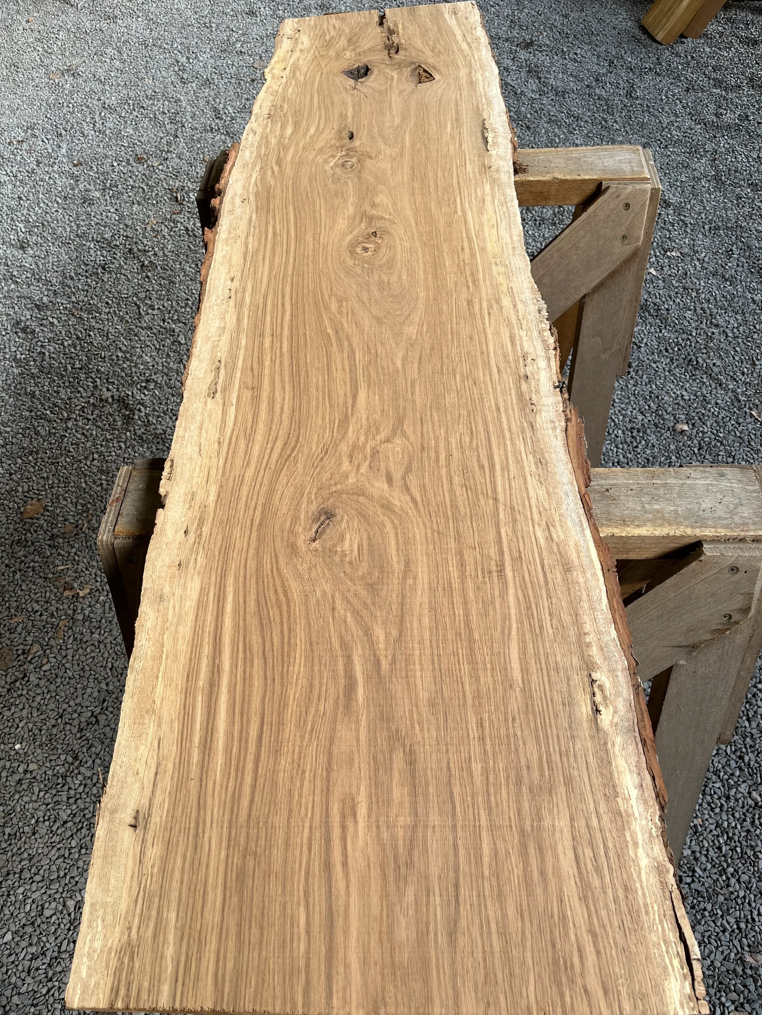 brown oak tt000475.1.webp