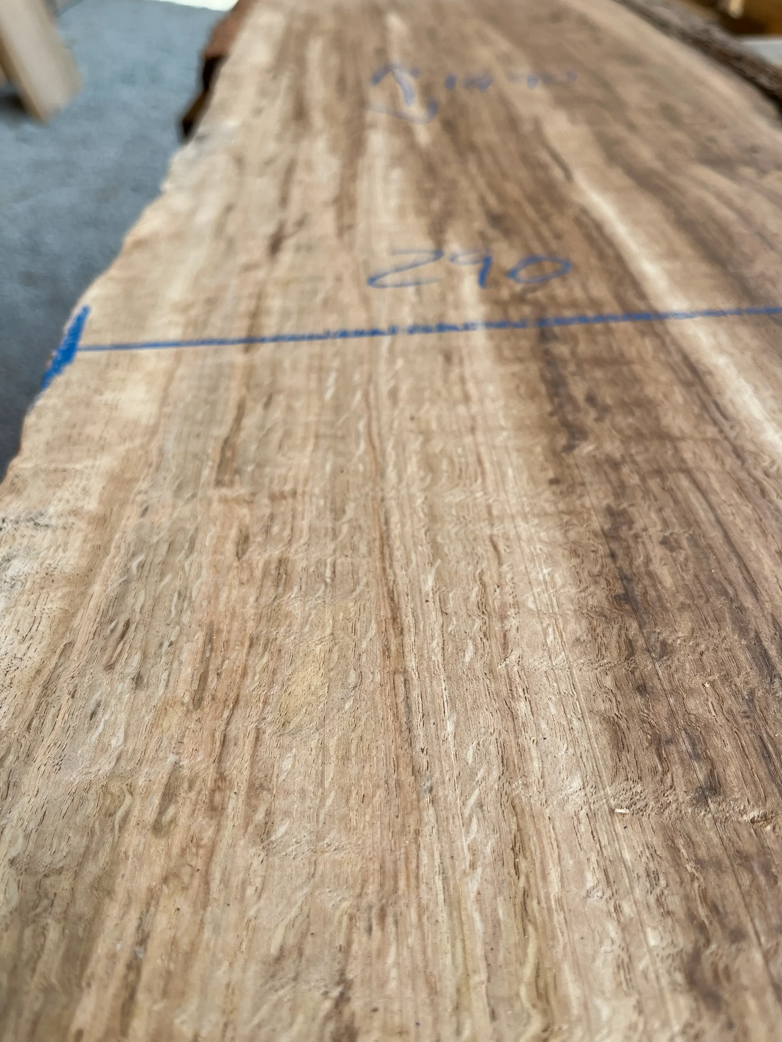 brown oak tt000461.1.webp