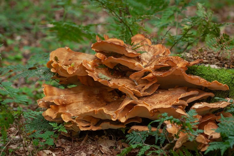 9 Things You Need to Know About Beech Wood — W.L West & Sons